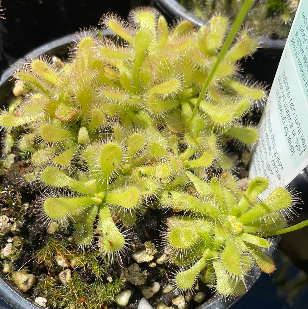 Drosera coccicaulis Alba or White Leaved Elegant Sundew - Growing - Ready Soon!
