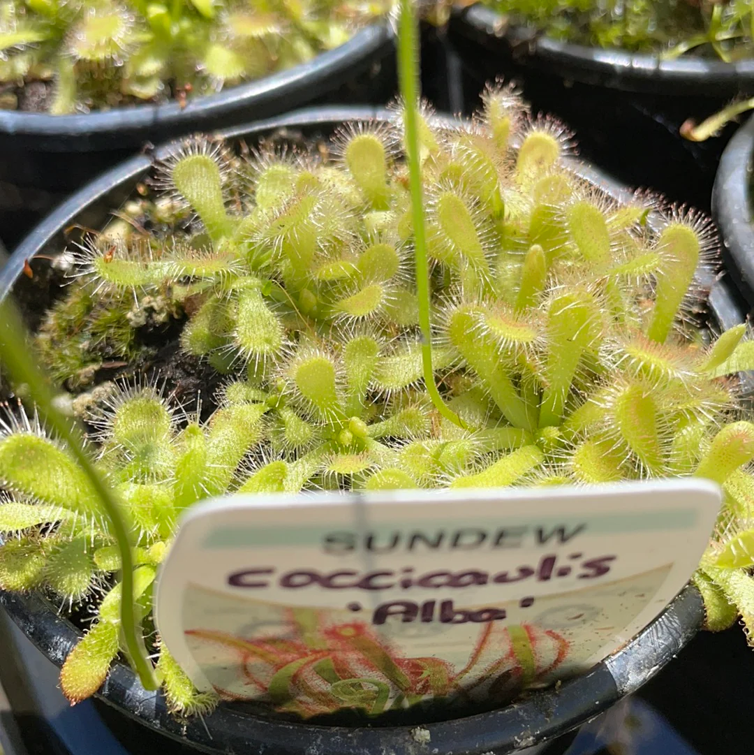 Drosera coccicaulis Alba or White Leaved Elegant Sundew - Growing - Ready Soon! - Image 2