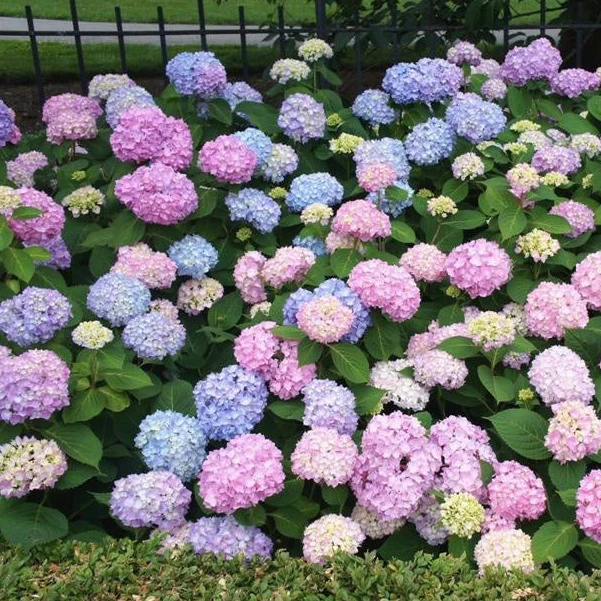 Hydrangea Endless Summer Bloomstruck - pruned back
