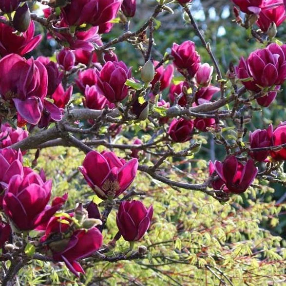 Magnolia Cleopatra - available in store - not for postage.
