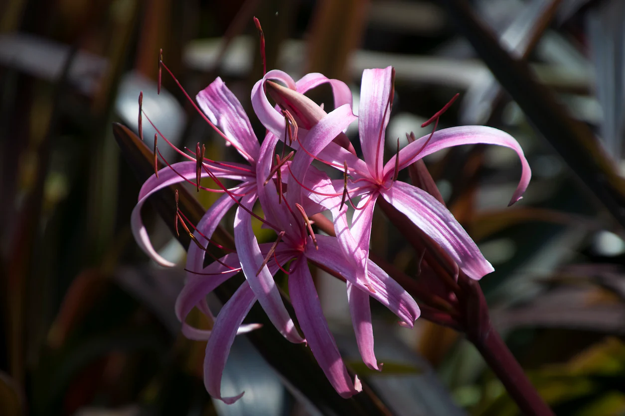 Crinum Wine Time - Image 2