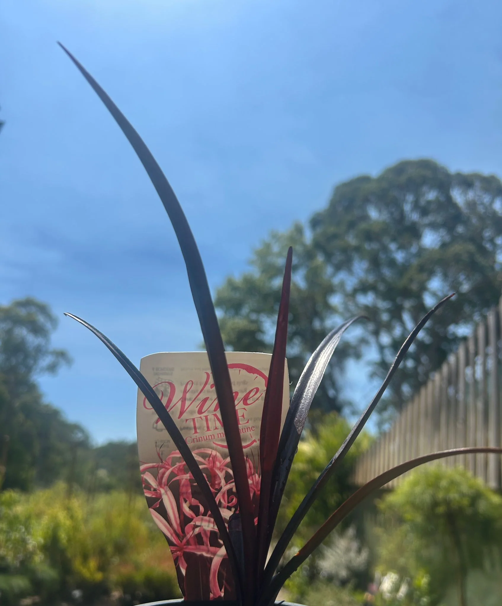 Crinum Wine Time - Image 3