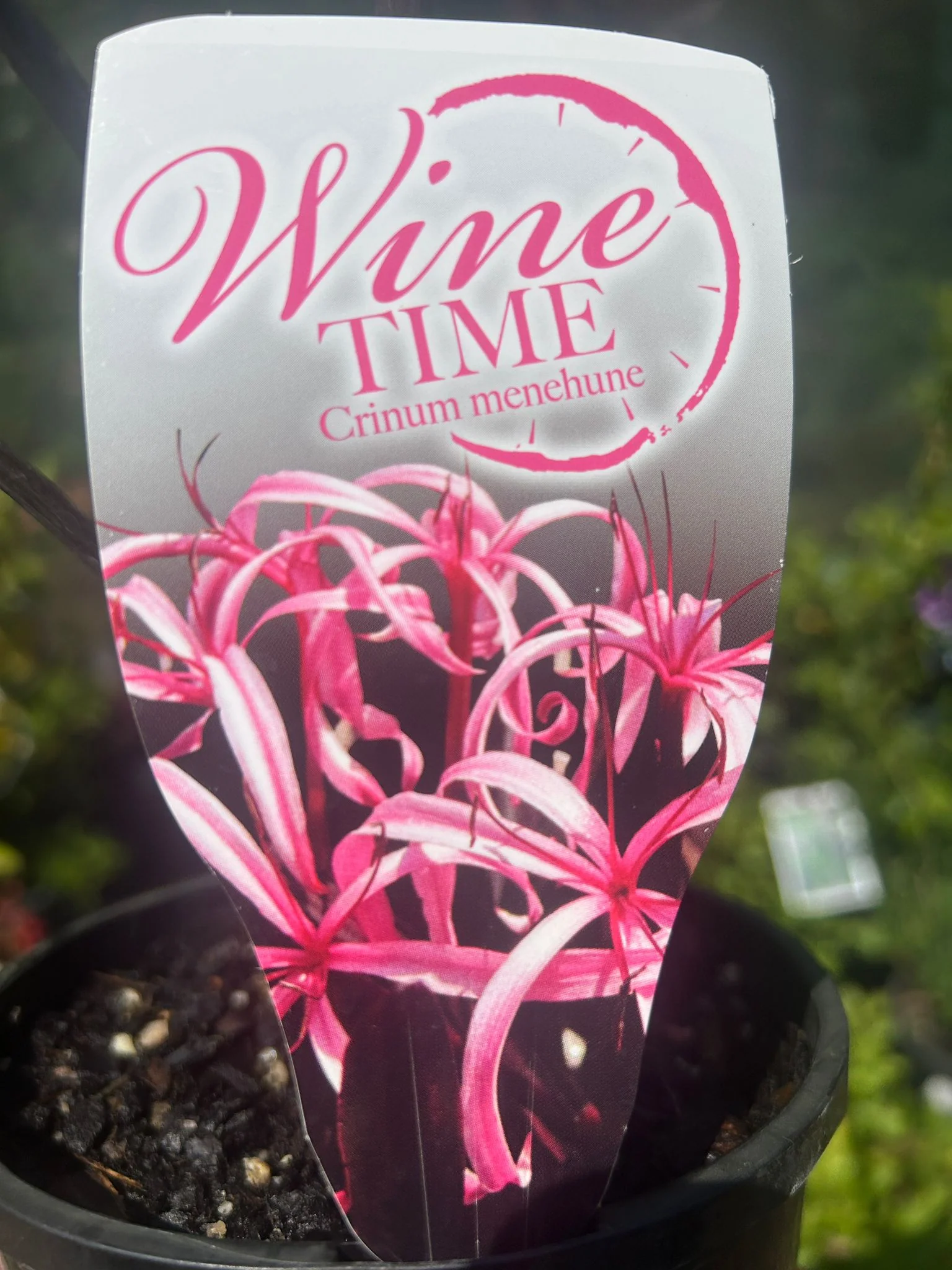 Crinum Wine Time - Image 4