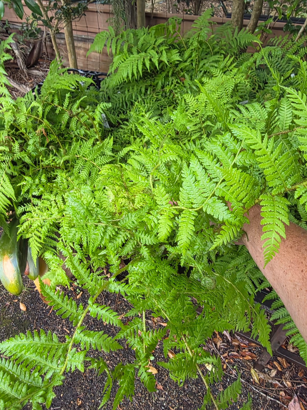 Cyathea cooperi Lacy Tree Fern or Coin Spot Tree Fern