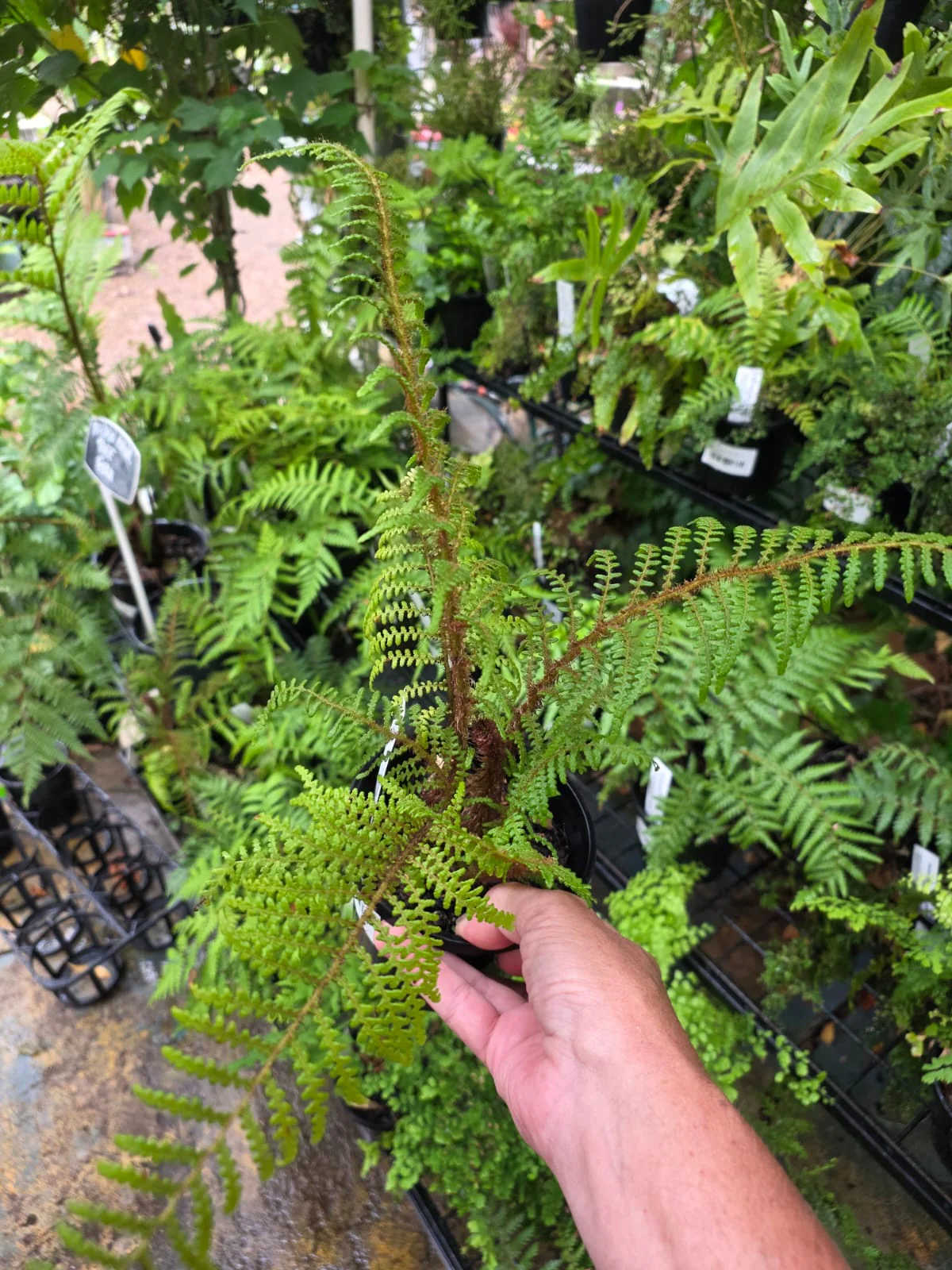 Cyathea tomentosa Highland Lace Tree Fern