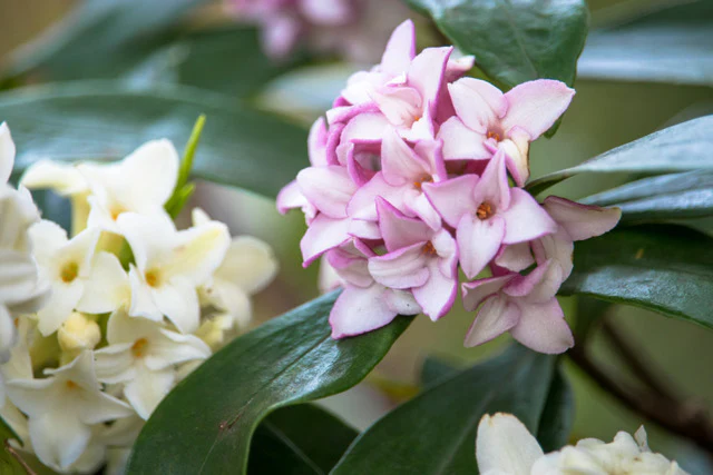 Daphne Odora Pink Winter Daphne