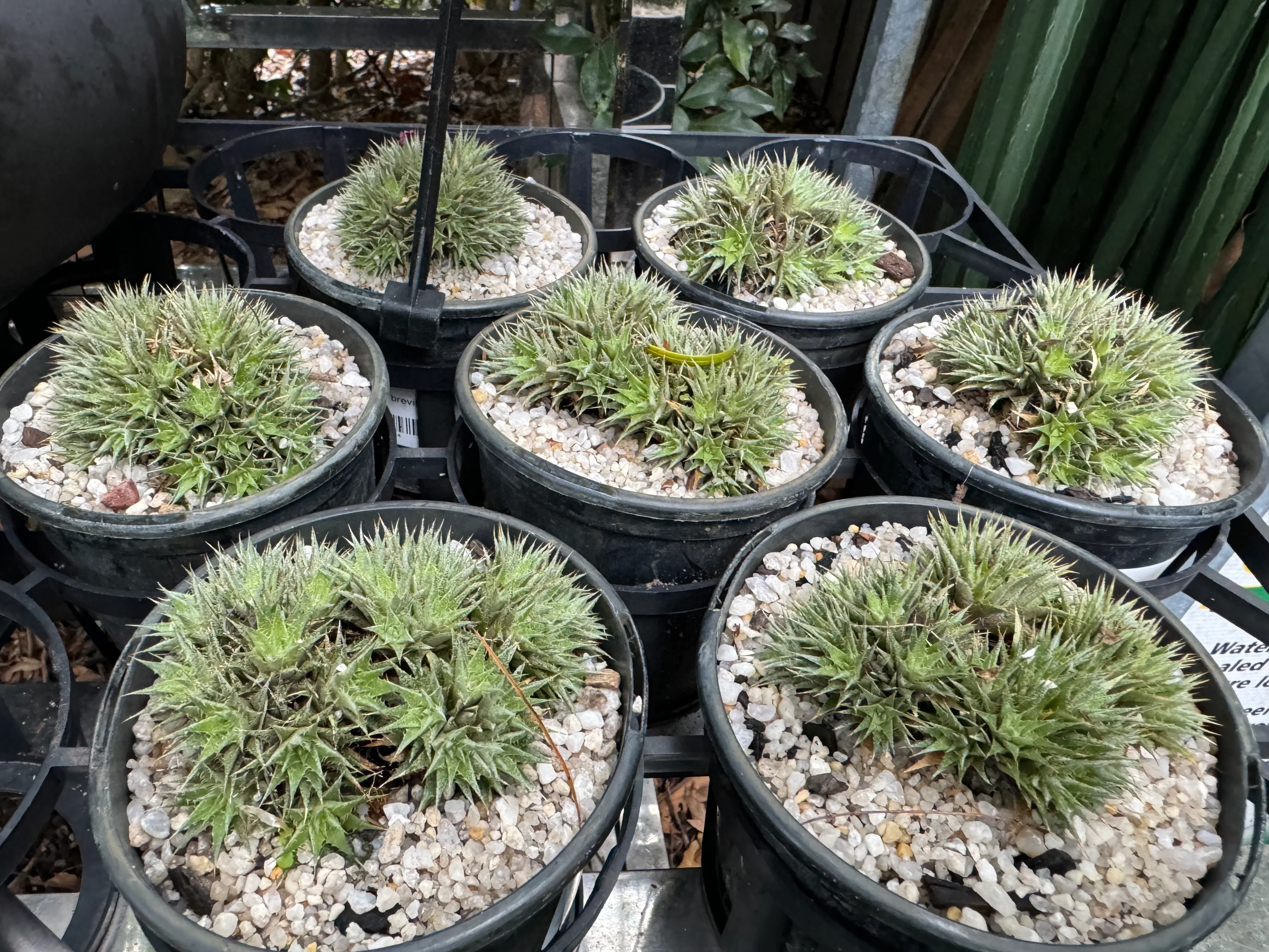 Deuterocohnia brevifolia Terrestrial Bromeliad - Image 3