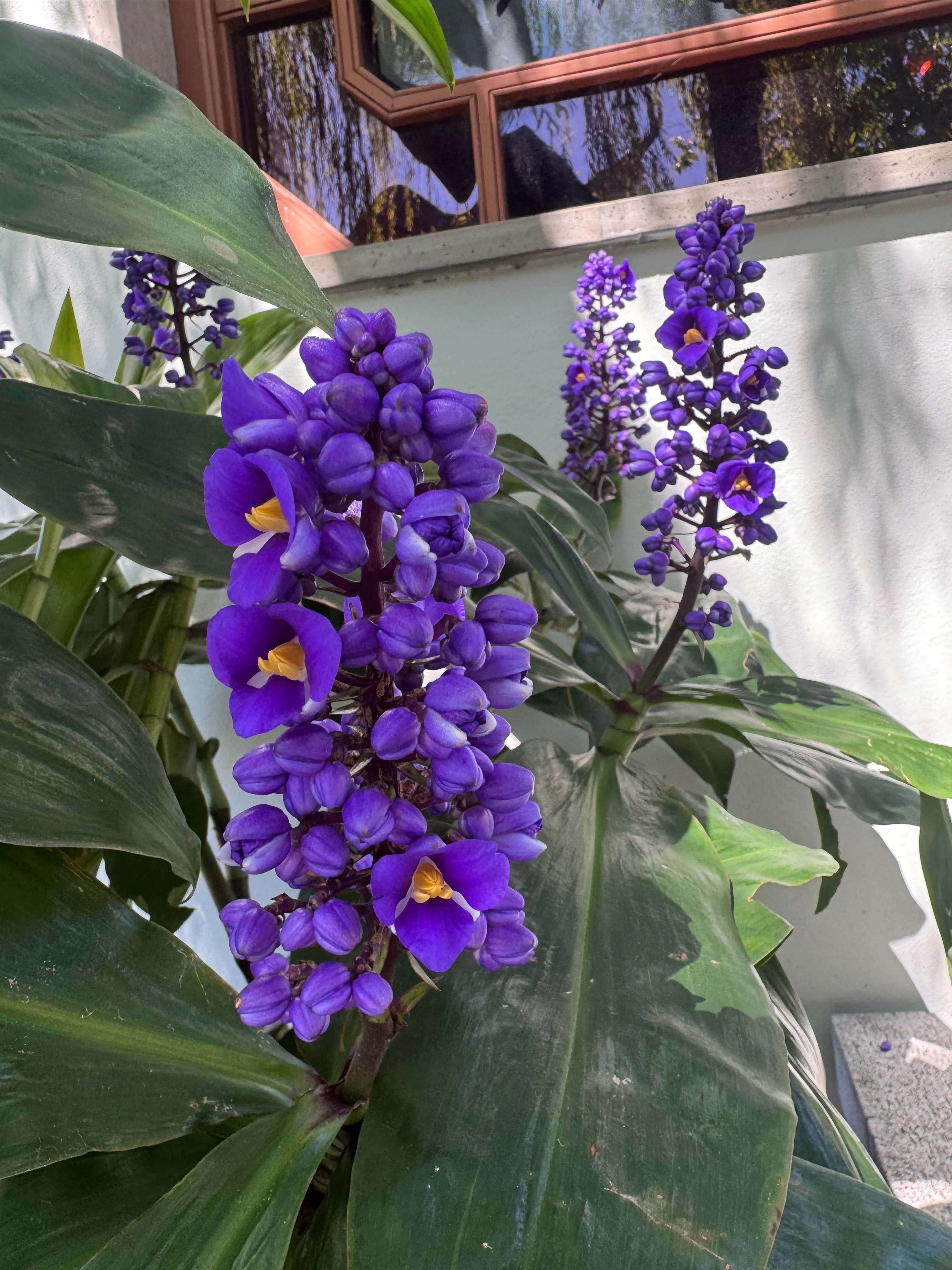 Dichorisandra thyrsiflora Blue Ginger - Pruned back