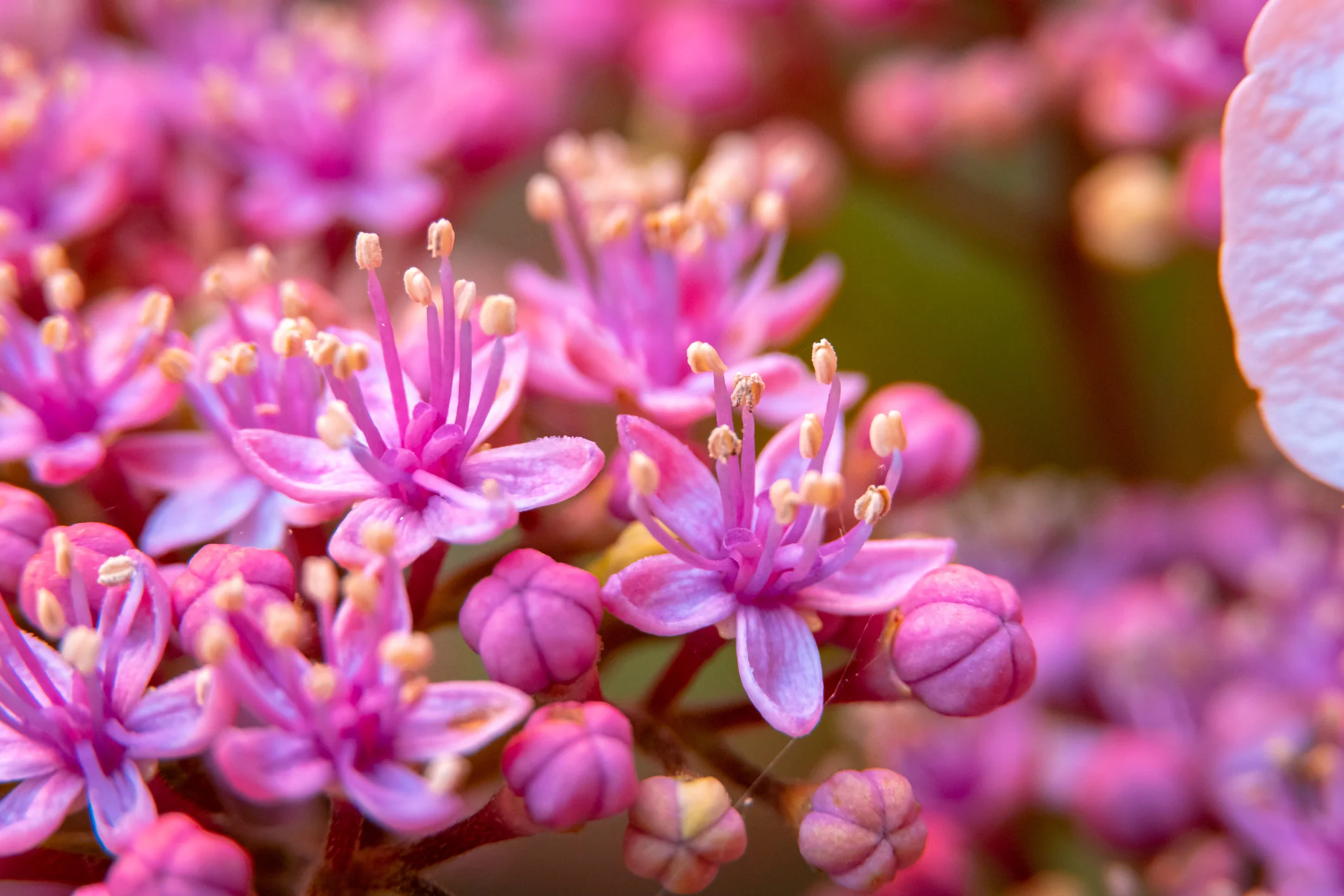 Dichroa versicolour Evergreen Hydrangea - pruned back