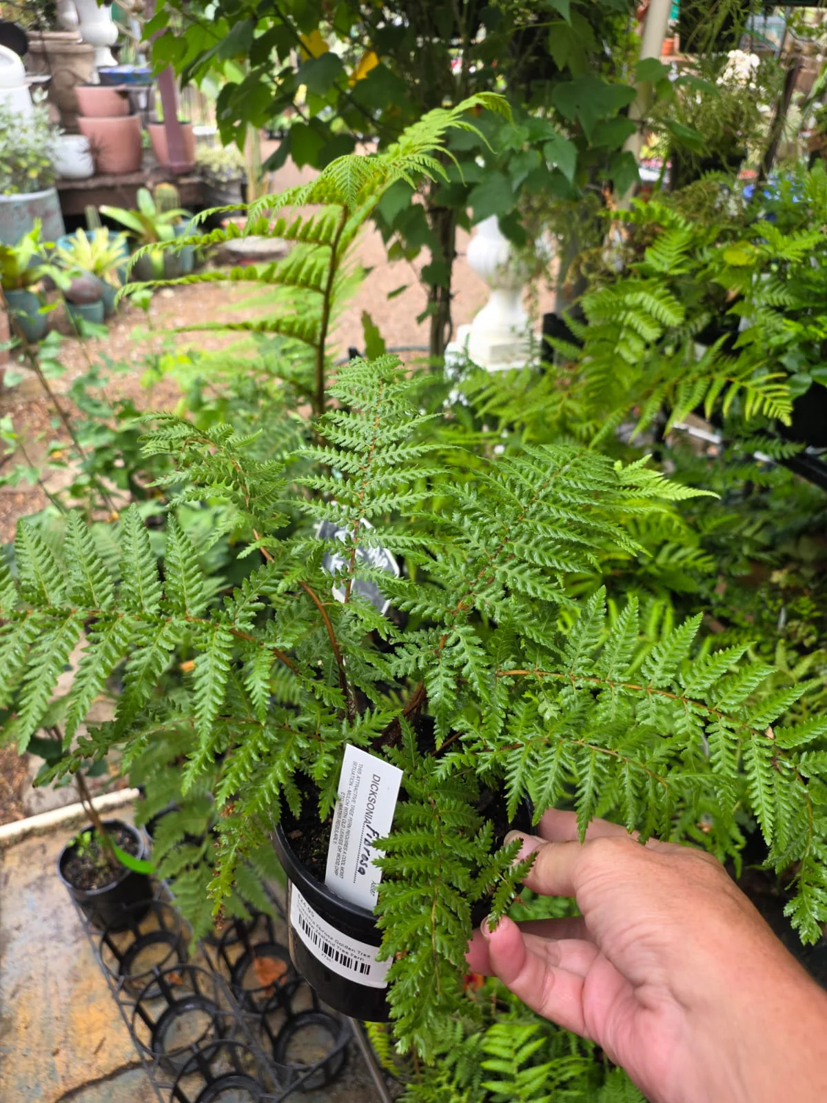 Dicksonia fibrosa Golden Tree Fern