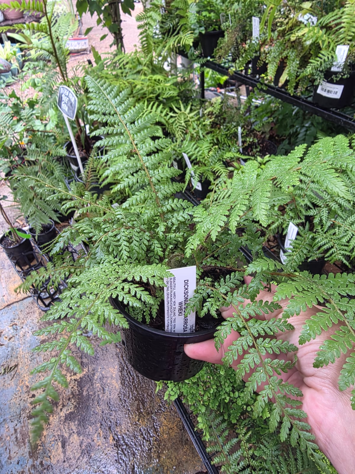 Dicksonia squarrosa New Zealand Tree Fern or Rough Tree Fern