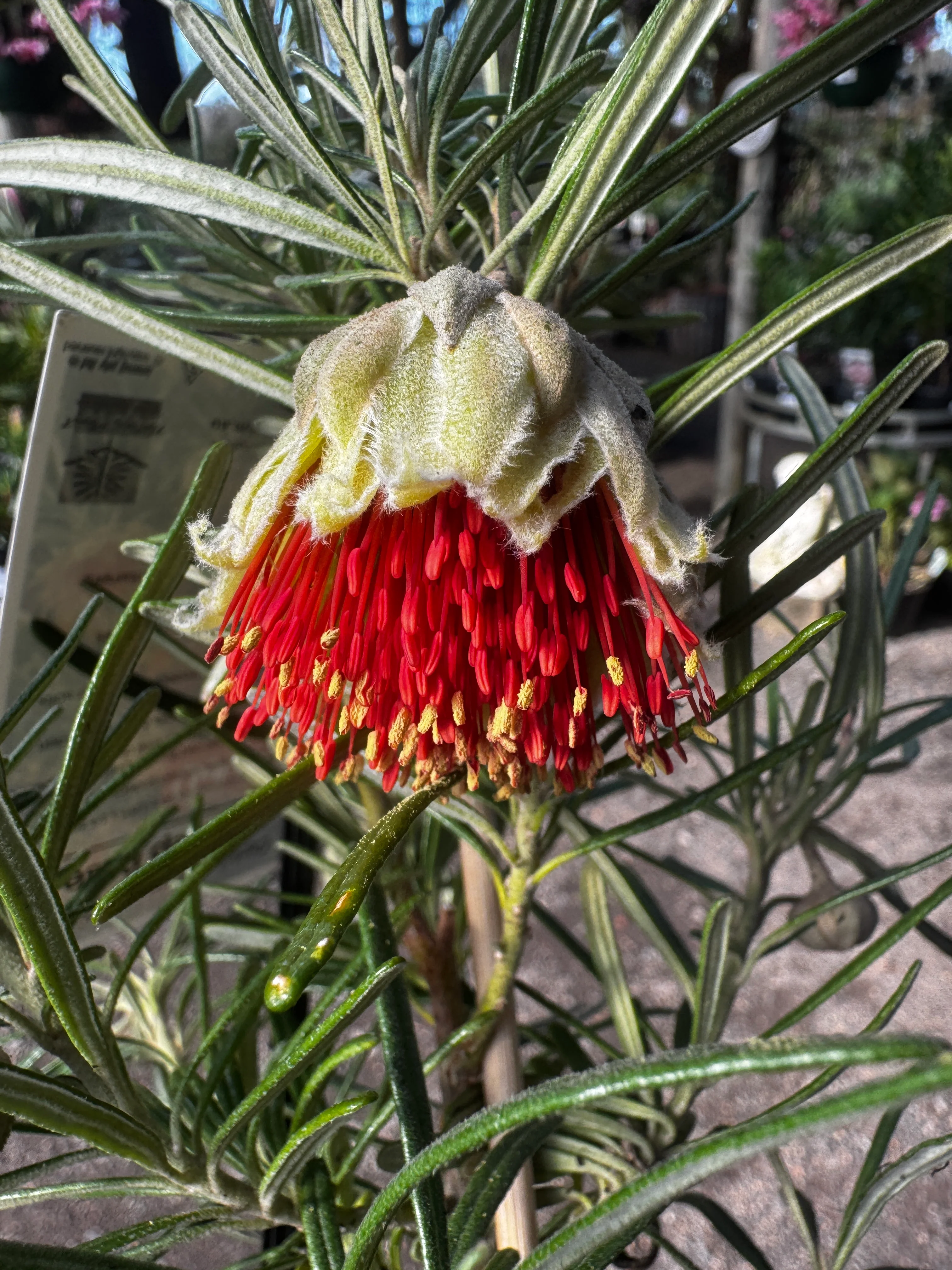 Diplolaena angustifolia Yanchep Rose - Growing - Ready Spring 2026
