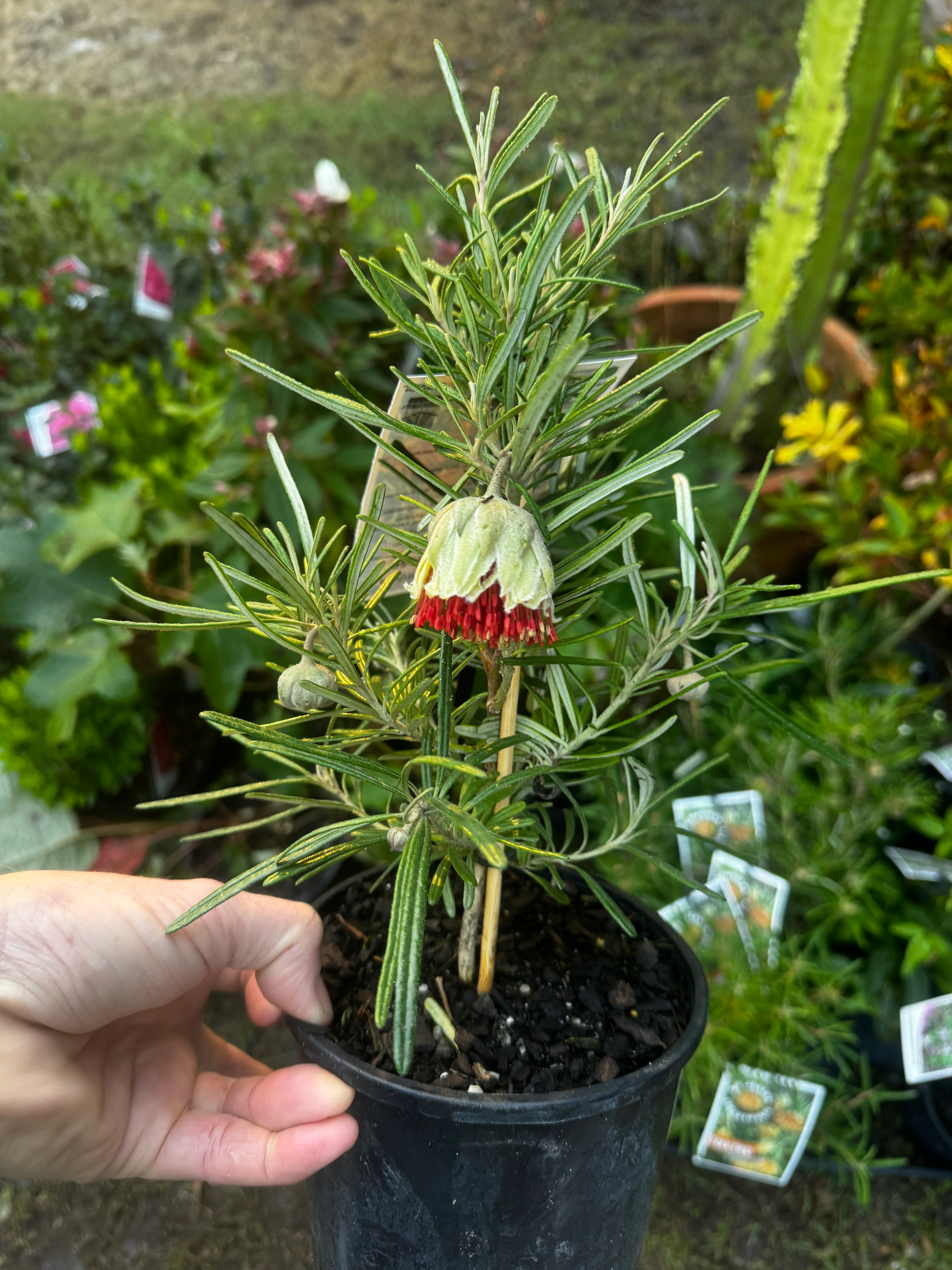 Diplolaena angustifolia Yanchep Rose - Growing - Ready Spring 2026 - Image 2