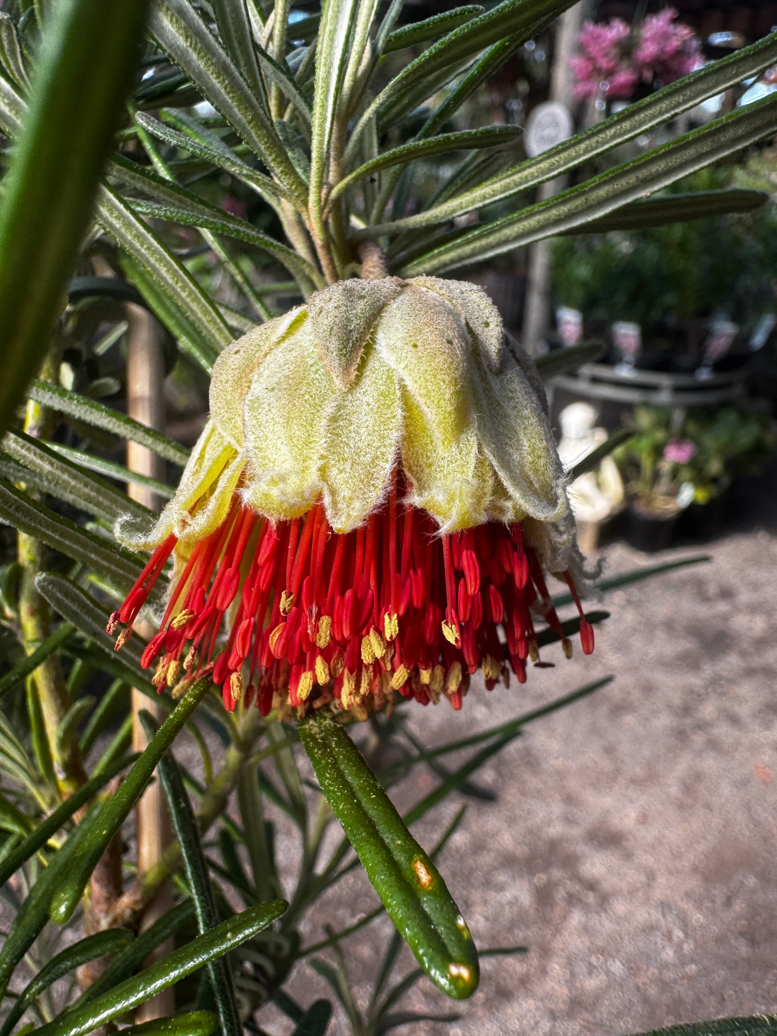 Diplolaena angustifolia Yanchep Rose - Growing - Ready Spring 2026 - Image 3
