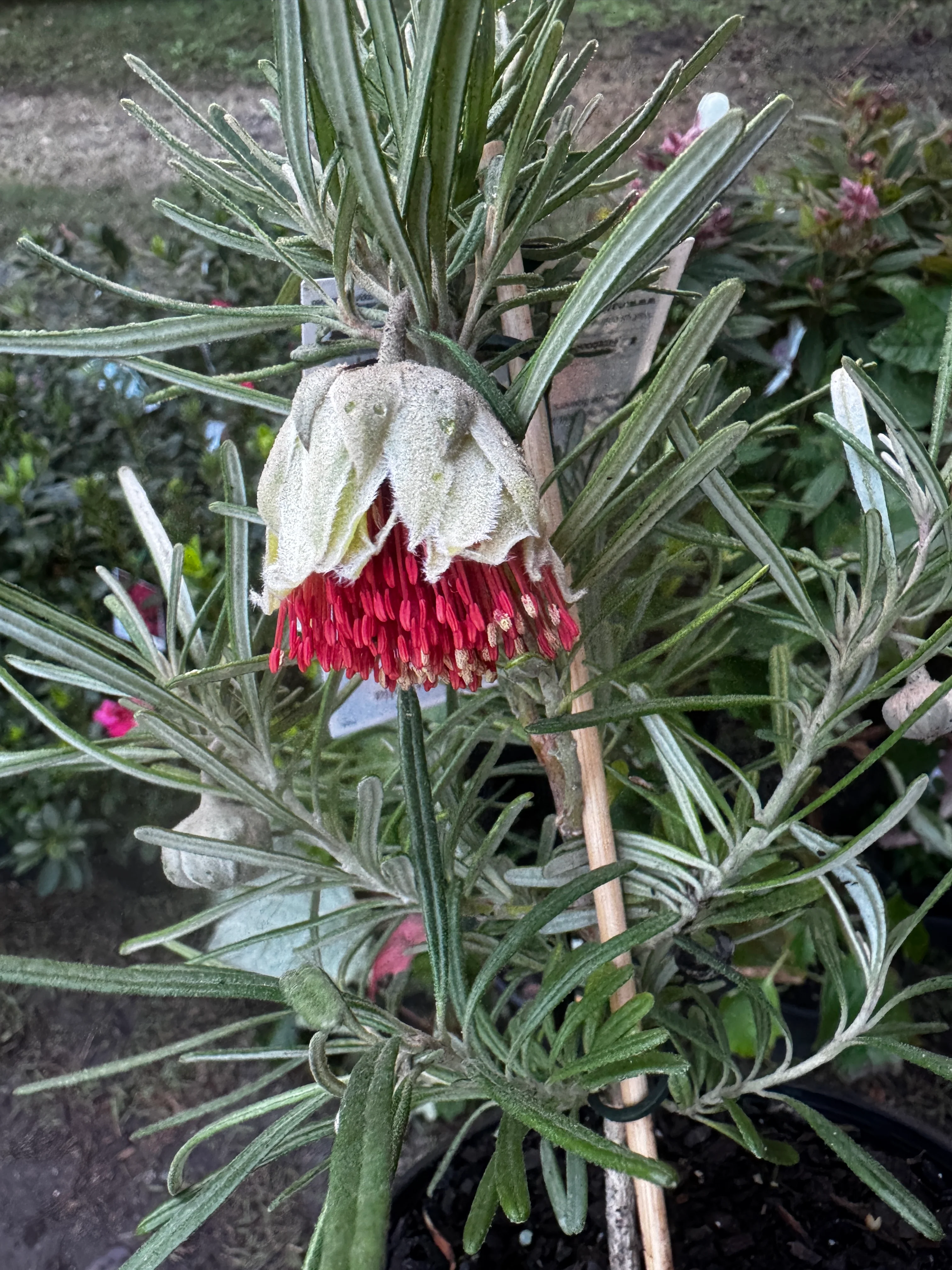 Diplolaena angustifolia Yanchep Rose - Growing - Ready Spring 2026 - Image 4