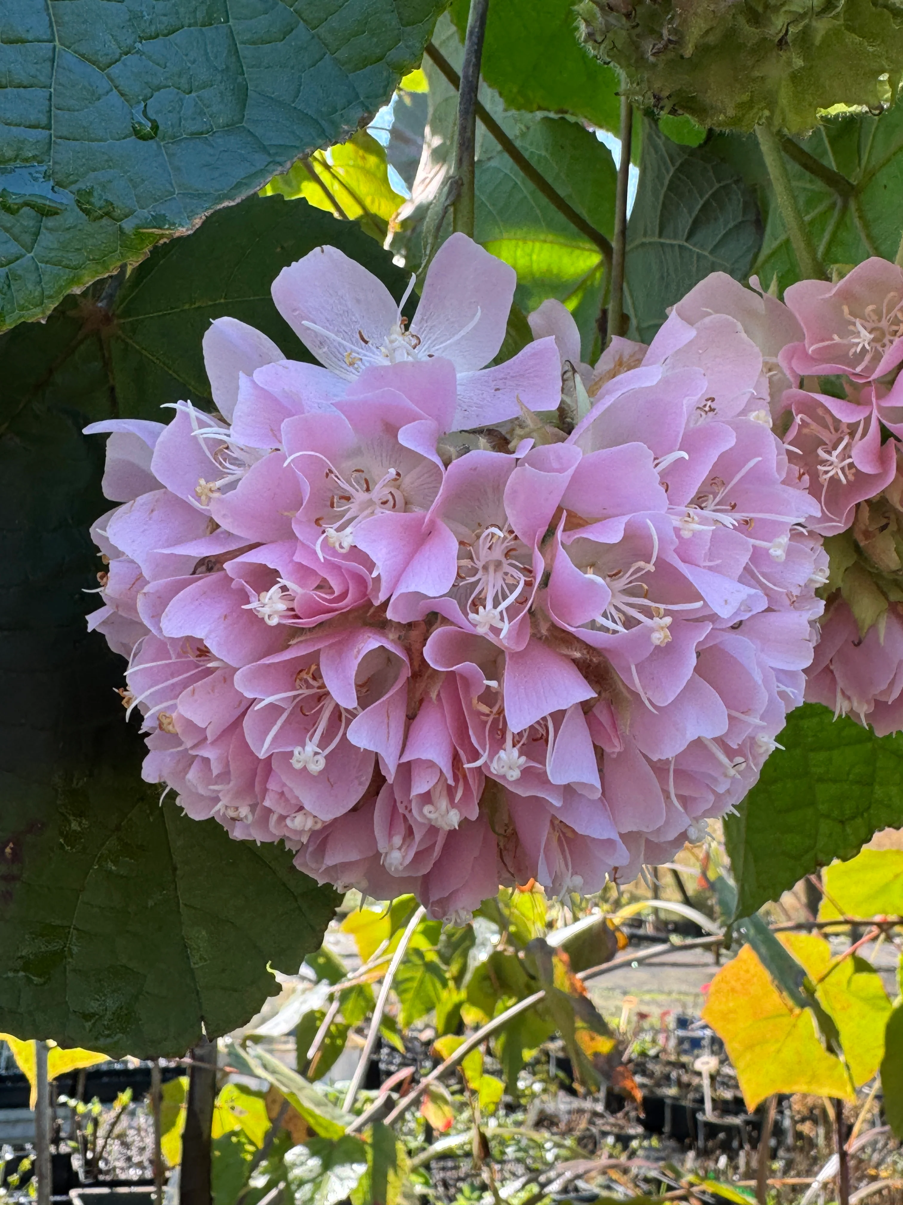 Dombeya wallichii Tropical Hydrangea Tree or Pink Ball Tree - growing - ready May 2026