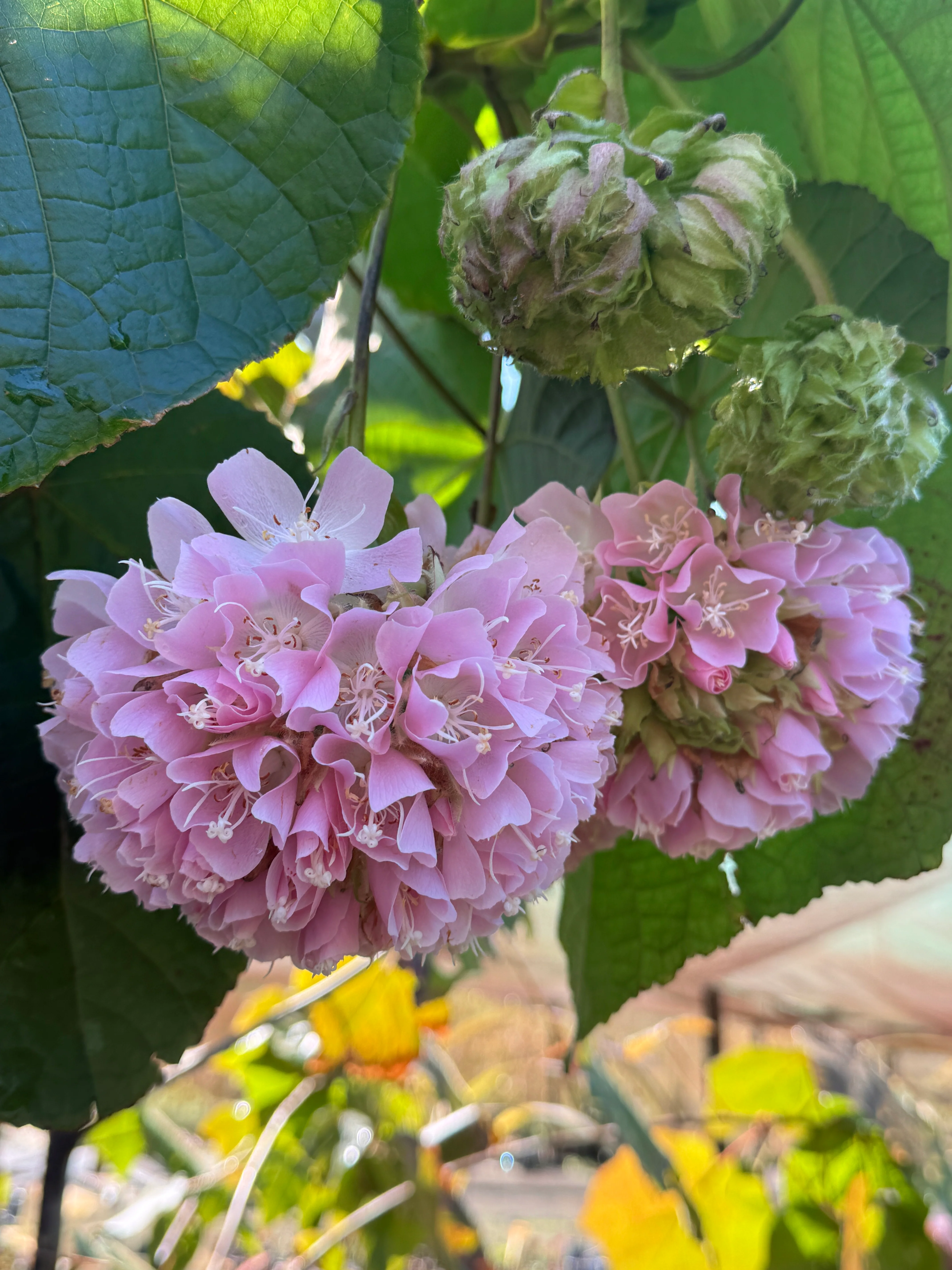 Dombeya wallichii Tropical Hydrangea Tree or Pink Ball Tree - growing - ready May 2026 - Image 2