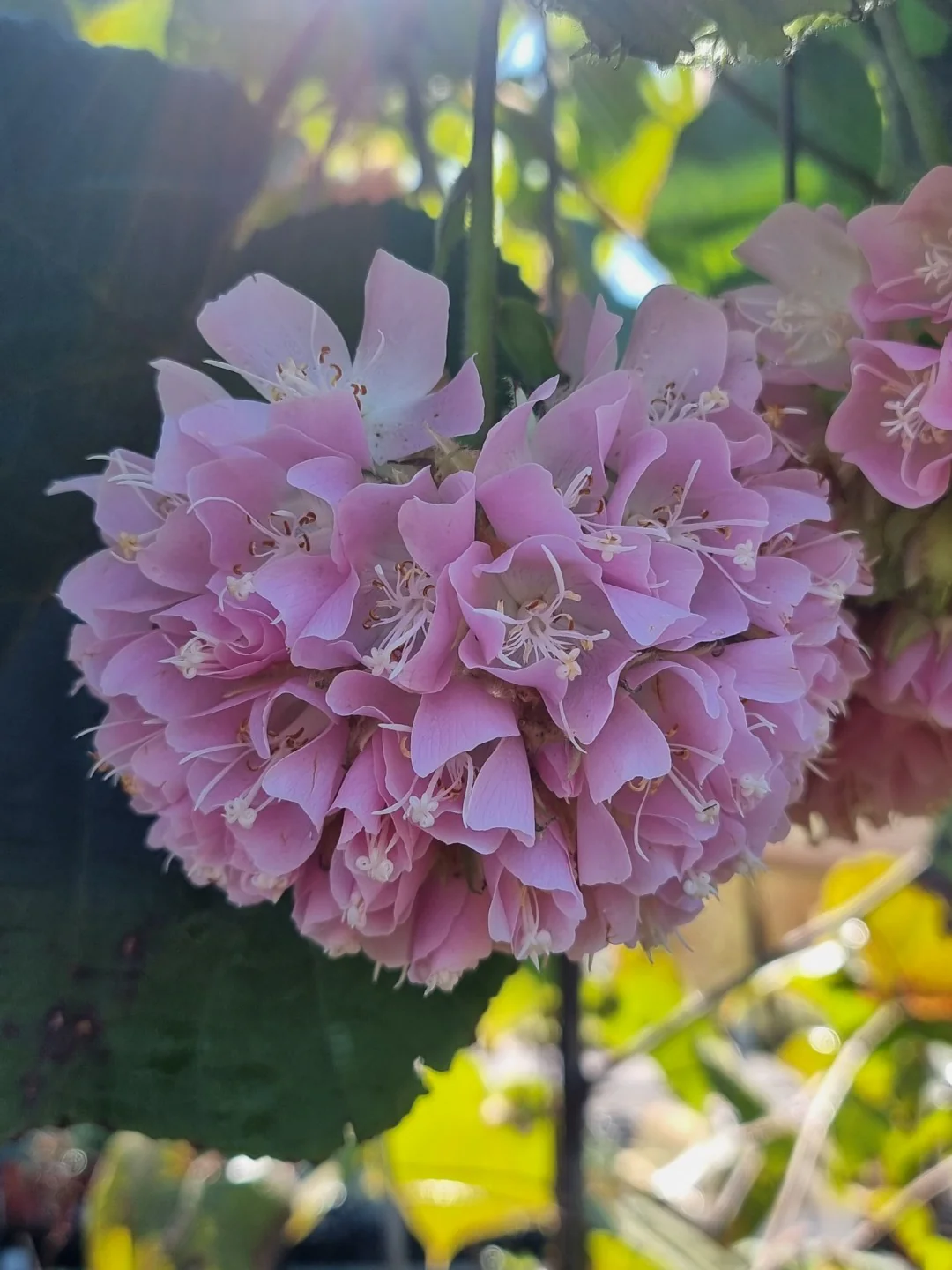 Dombeya wallichii Tropical Hydrangea Tree or Pink Ball Tree - growing - ready May 2026 - Image 3