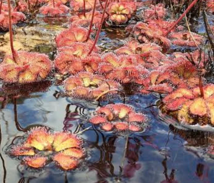 Drosera admirabilis Floating Sundew - Growing- Ready Soon!