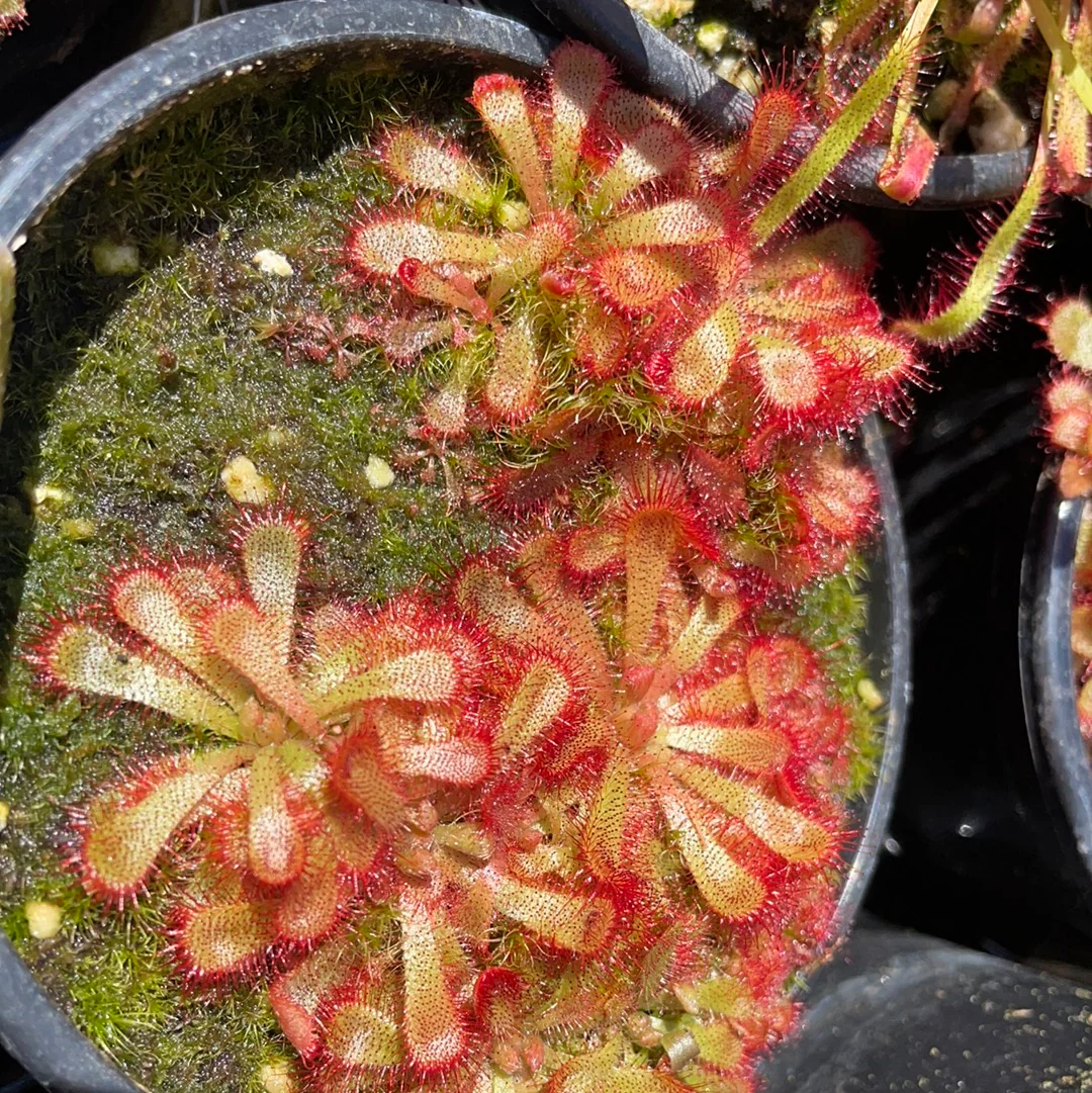 Drosera aliciae Alice or Alice Sundew