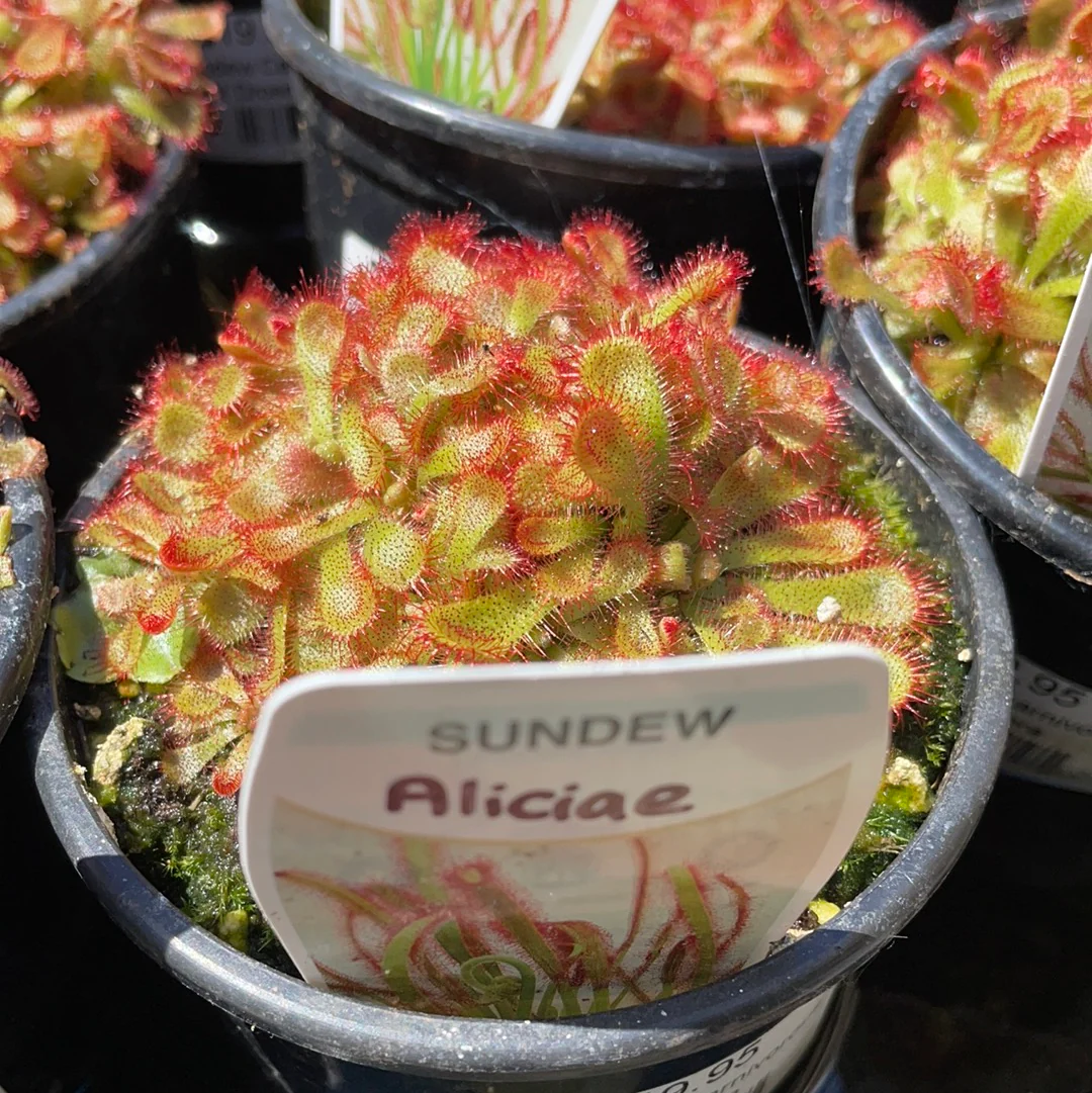 Drosera aliciae Alice or Alice Sundew - Image 2