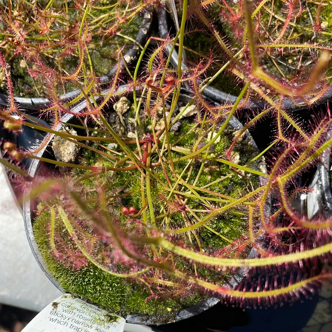 Drosera binata Australian Fork-Leaved Sundew