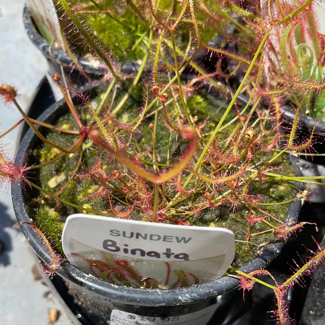 Drosera binata Australian Fork-Leaved Sundew - Image 2