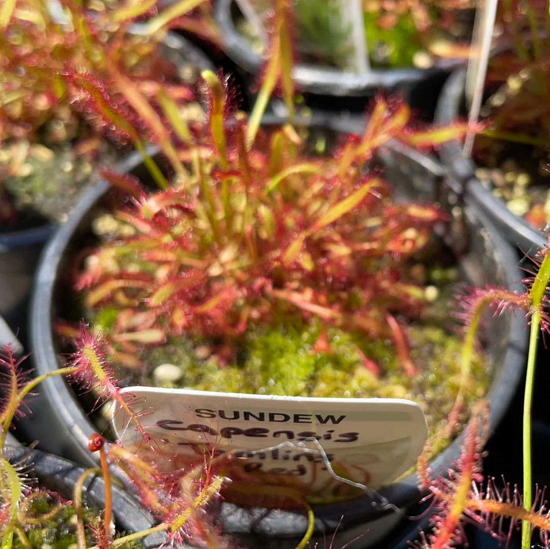 Drosera capensis Tamlins Red Cape Sundew - Growing - Ready Soon! - Image 2