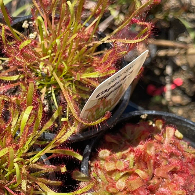 Drosera capensis Cape Sundew