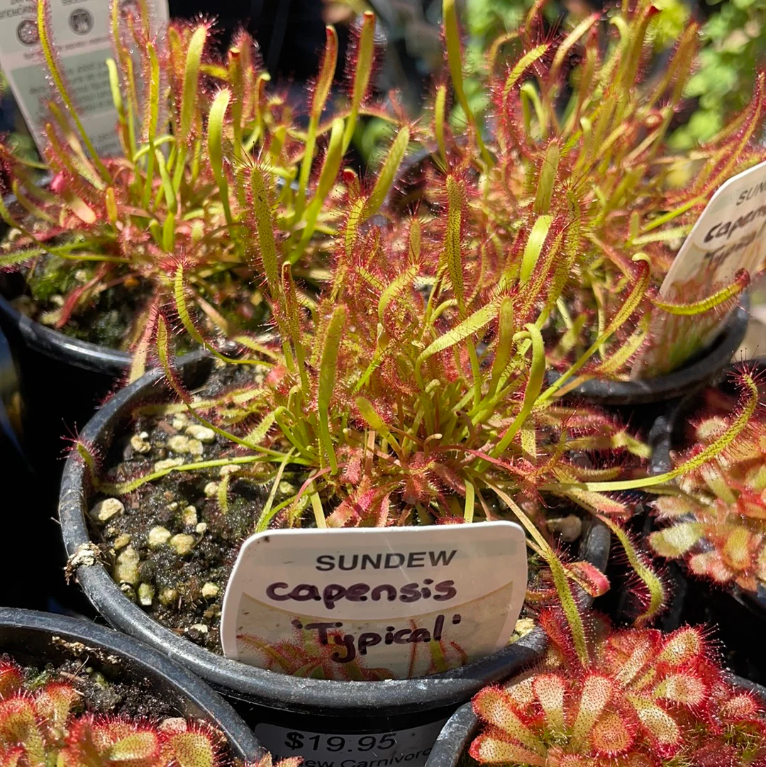 Drosera capensis Cape Sundew - Image 2
