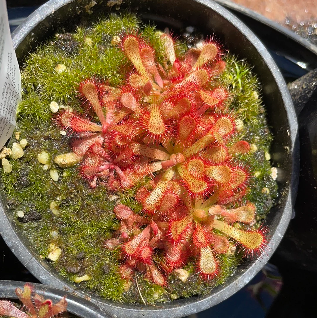 Drosera coccicaulis or Elegant Sundew - Growing - Ready Soon!