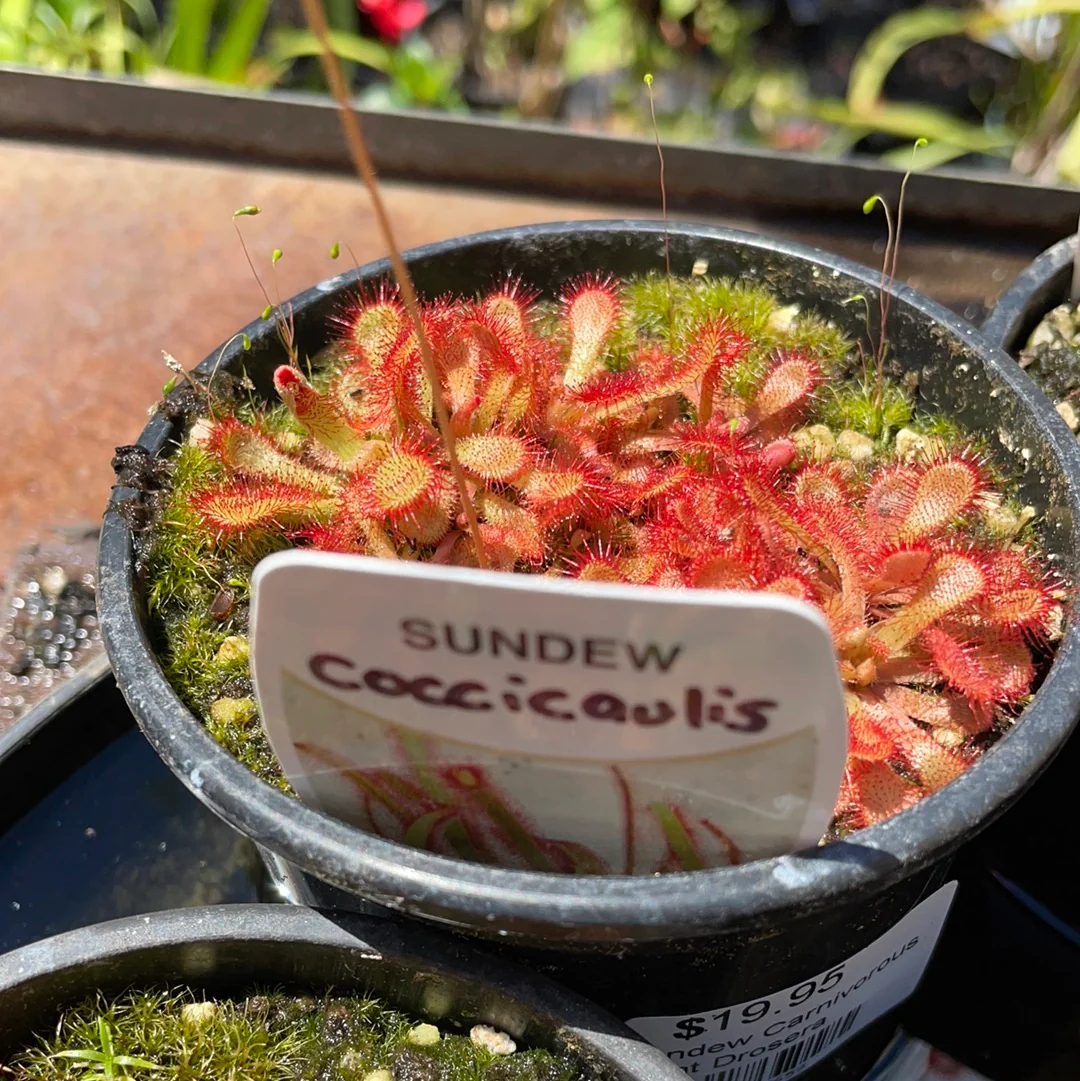 Drosera coccicaulis or Elegant Sundew - Growing - Ready Soon! - Image 2