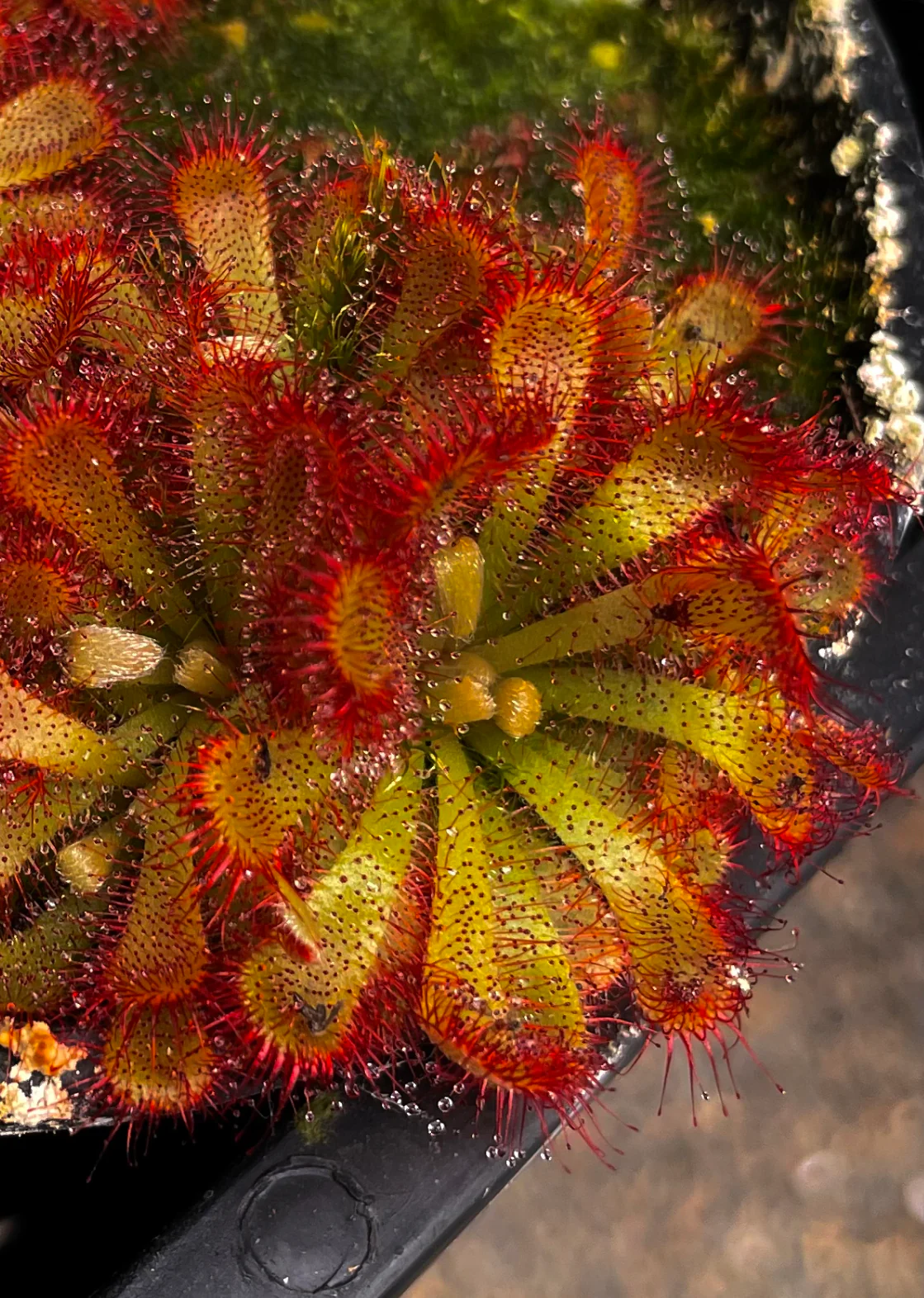 Drosera tomentosa Brazilian Sundew Carnivorous Plant - Growing- Ready Soon!