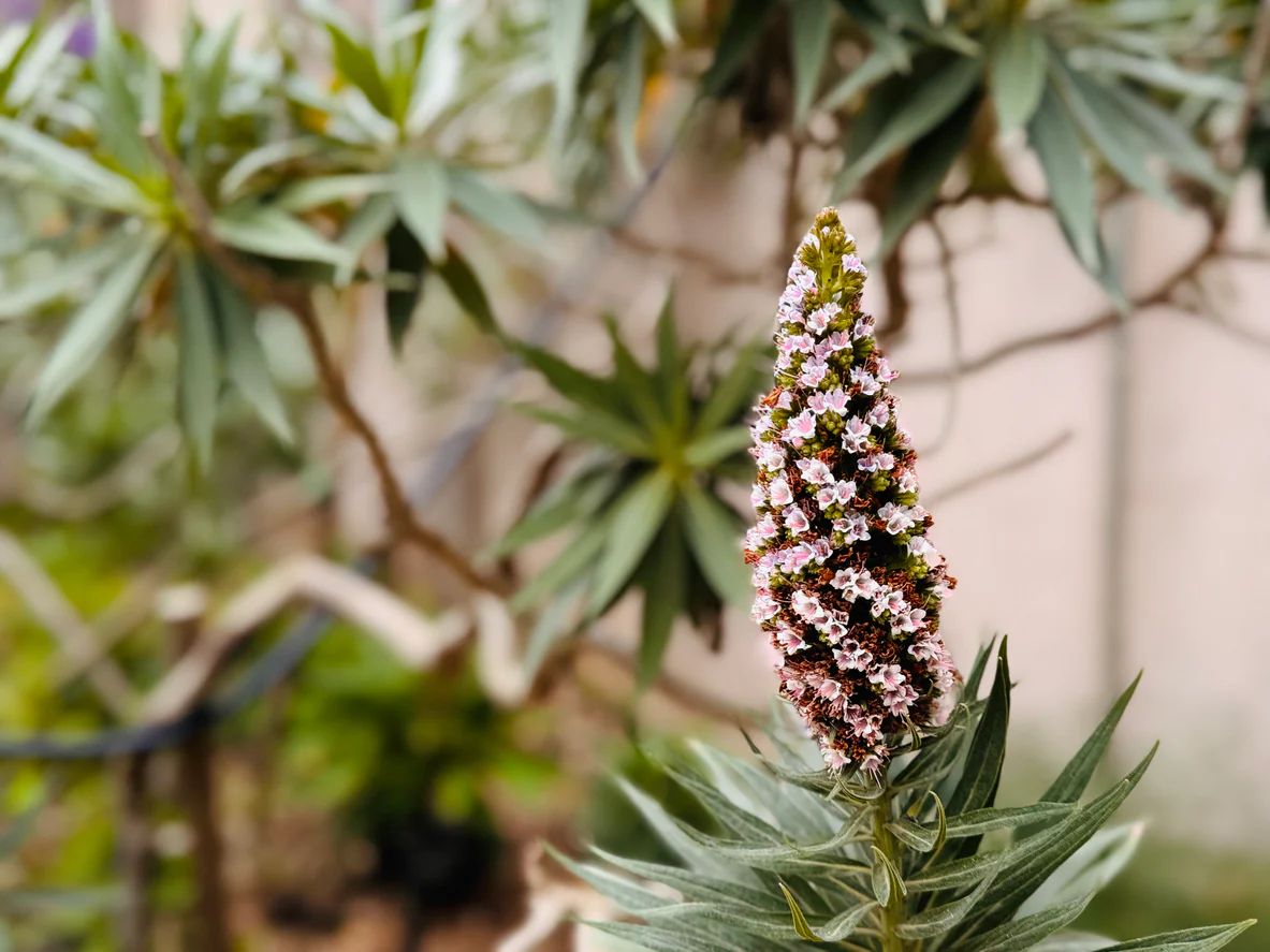 Echium virescens Silver Pink - Pride of Madeira - Image 2