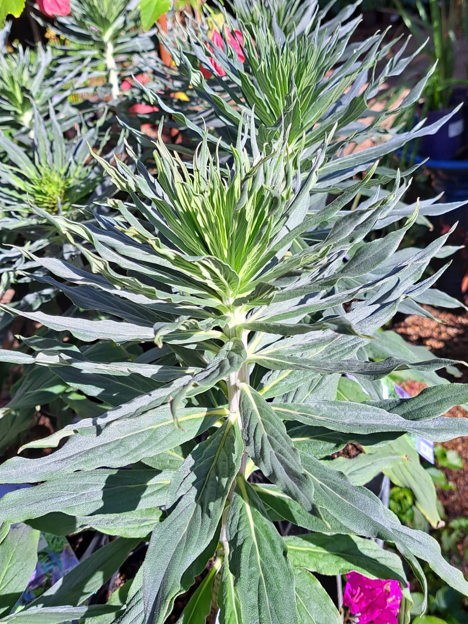 Echium virescens Silver Pink - Pride of Madeira - Image 3