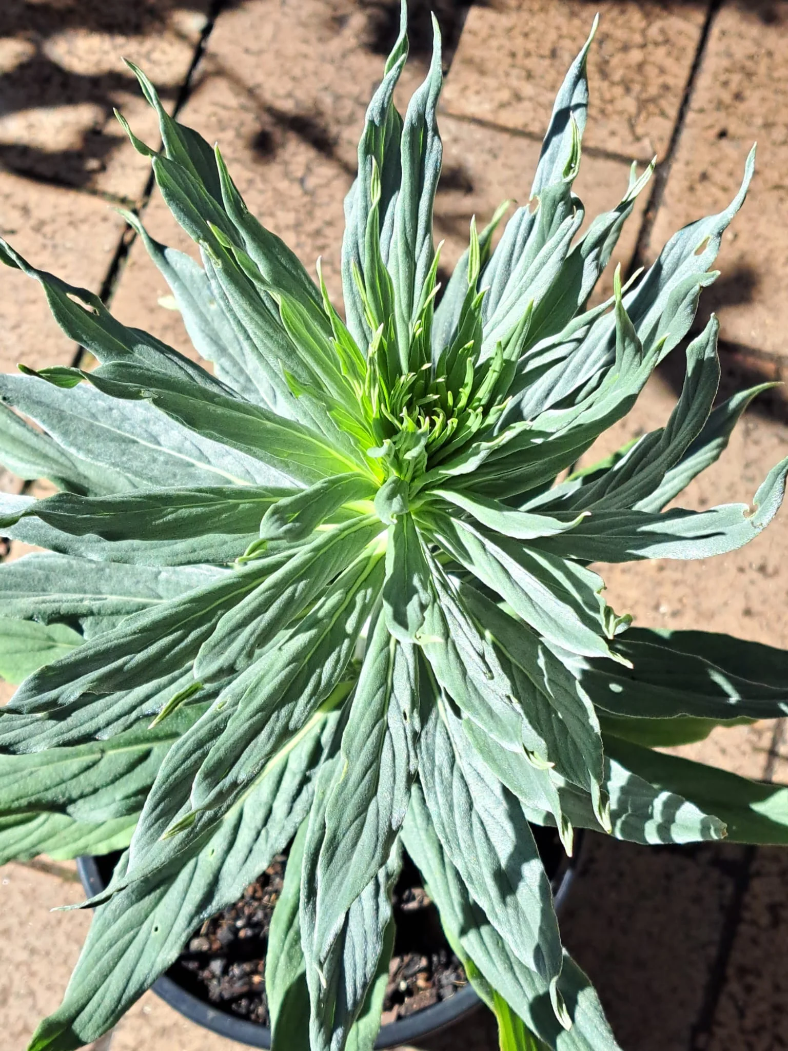 Echium virescens Silver Pink - Pride of Madeira - Image 4