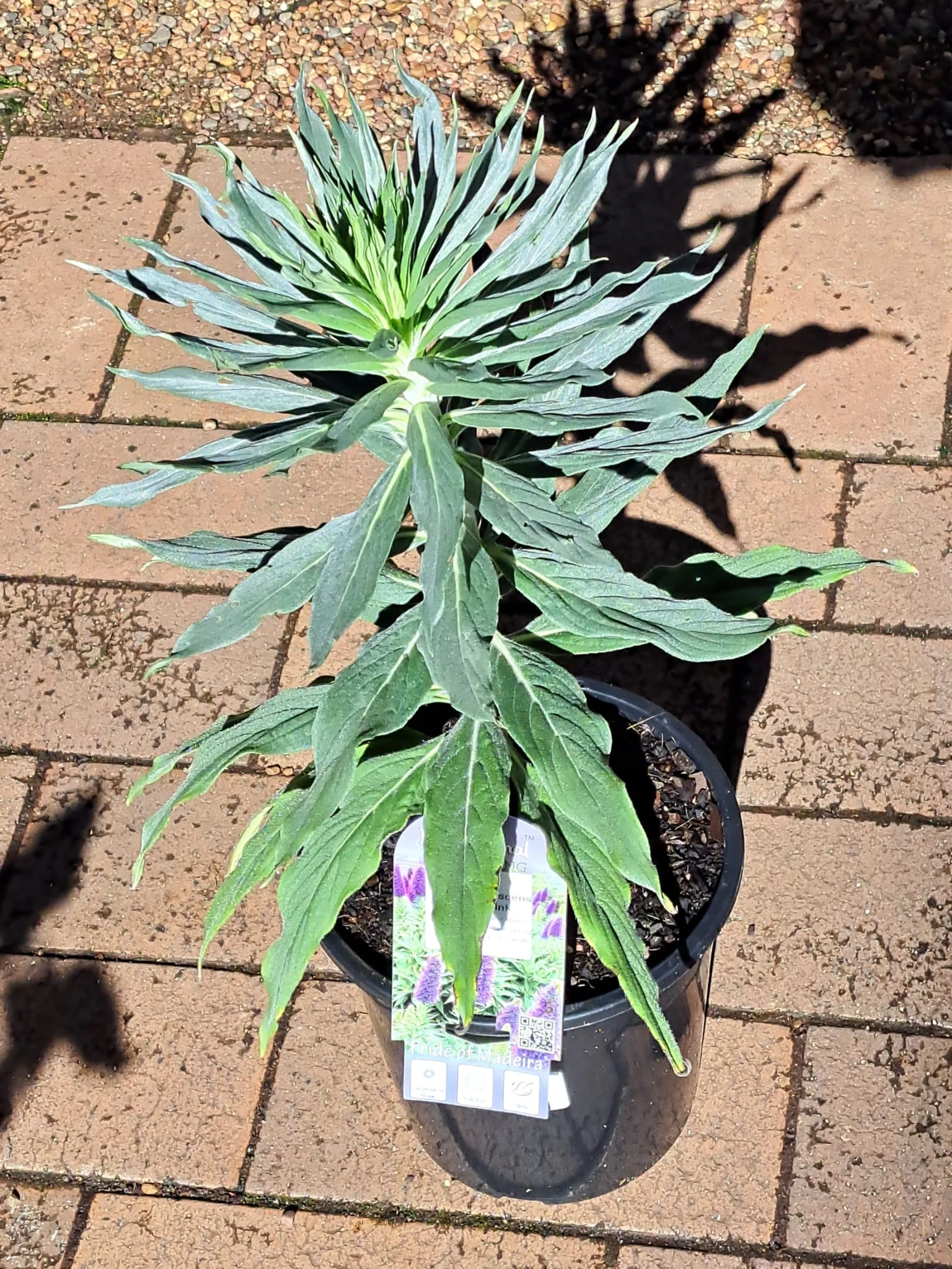 Echium virescens Silver Pink - Pride of Madeira - Image 5