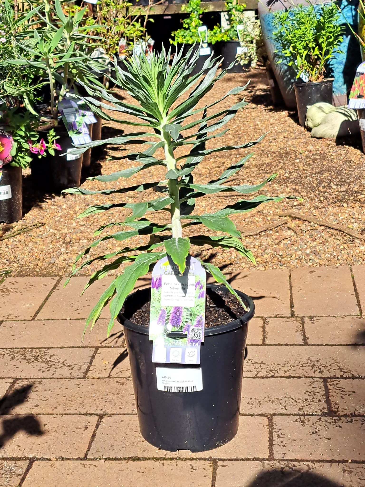 Echium virescens Silver Pink - Pride of Madeira - Image 6