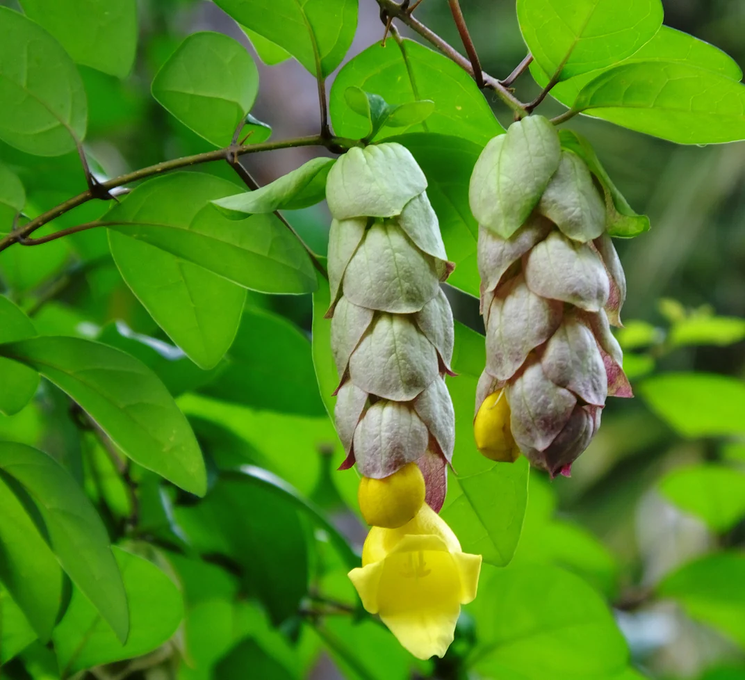 Gmelina hystrix Parrots Beak, Snapdragon Tree or Badhara - Growing - Ready Summer 2025 - Image 2