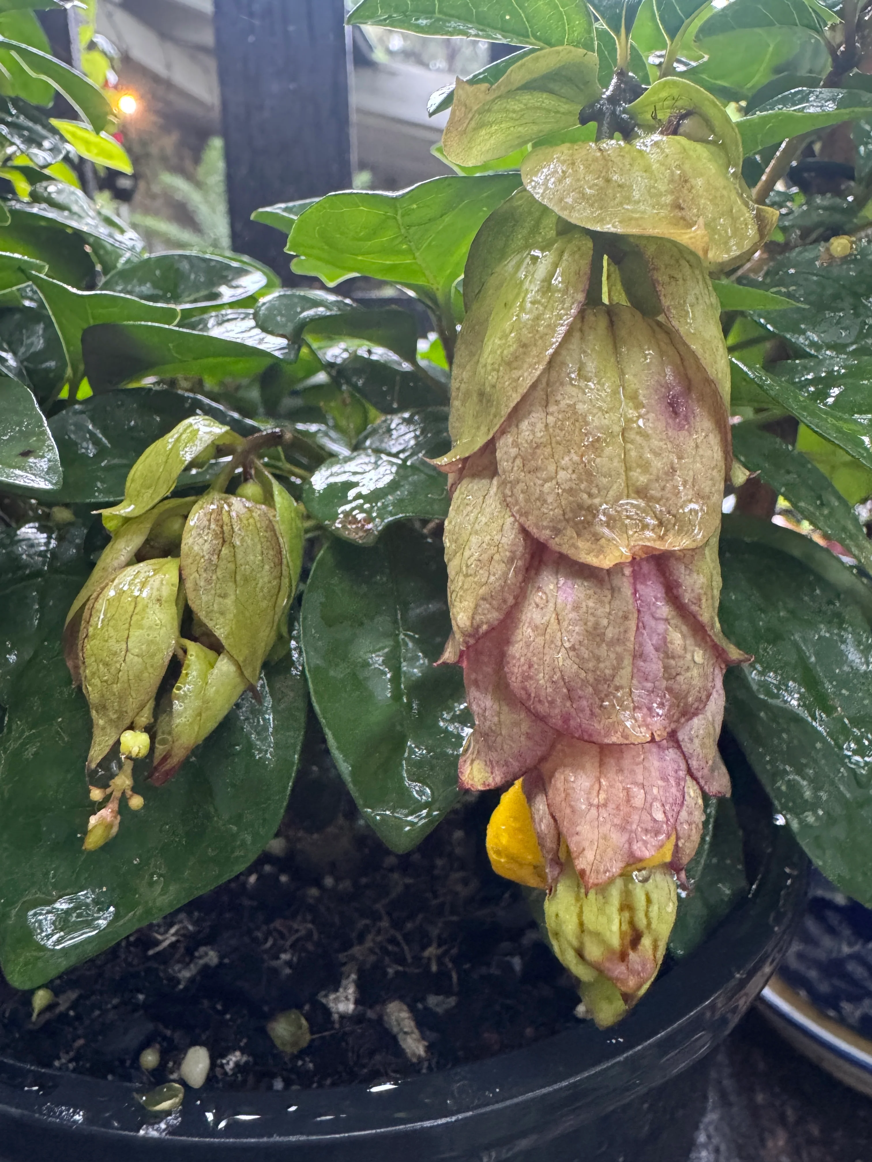 Gmelina hystrix Parrots Beak, Snapdragon Tree or Badhara - Growing - Ready Summer 2025 - Image 3