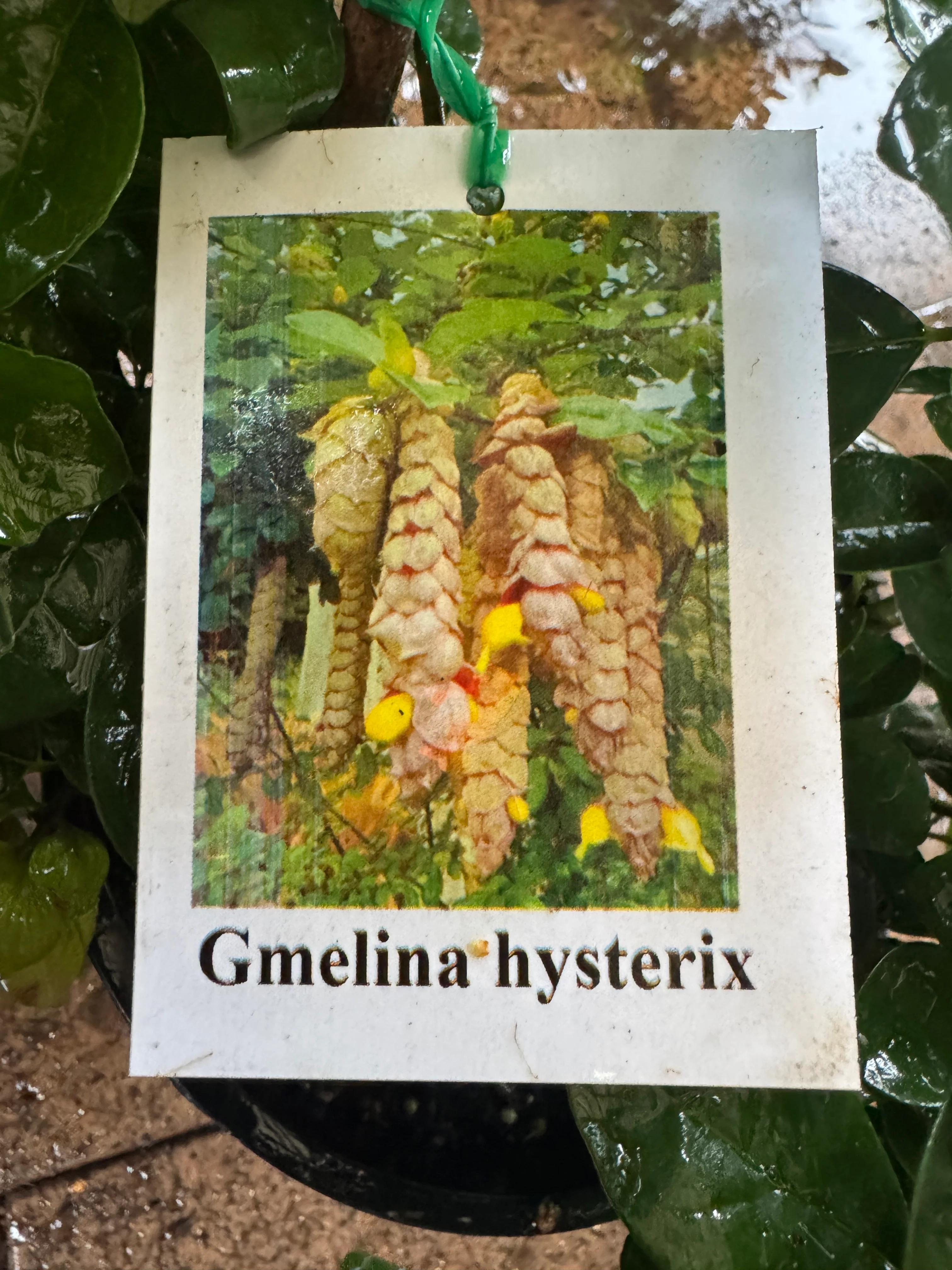 Gmelina hystrix Parrots Beak, Snapdragon Tree or Badhara - Growing - Ready Summer 2025 - Image 4