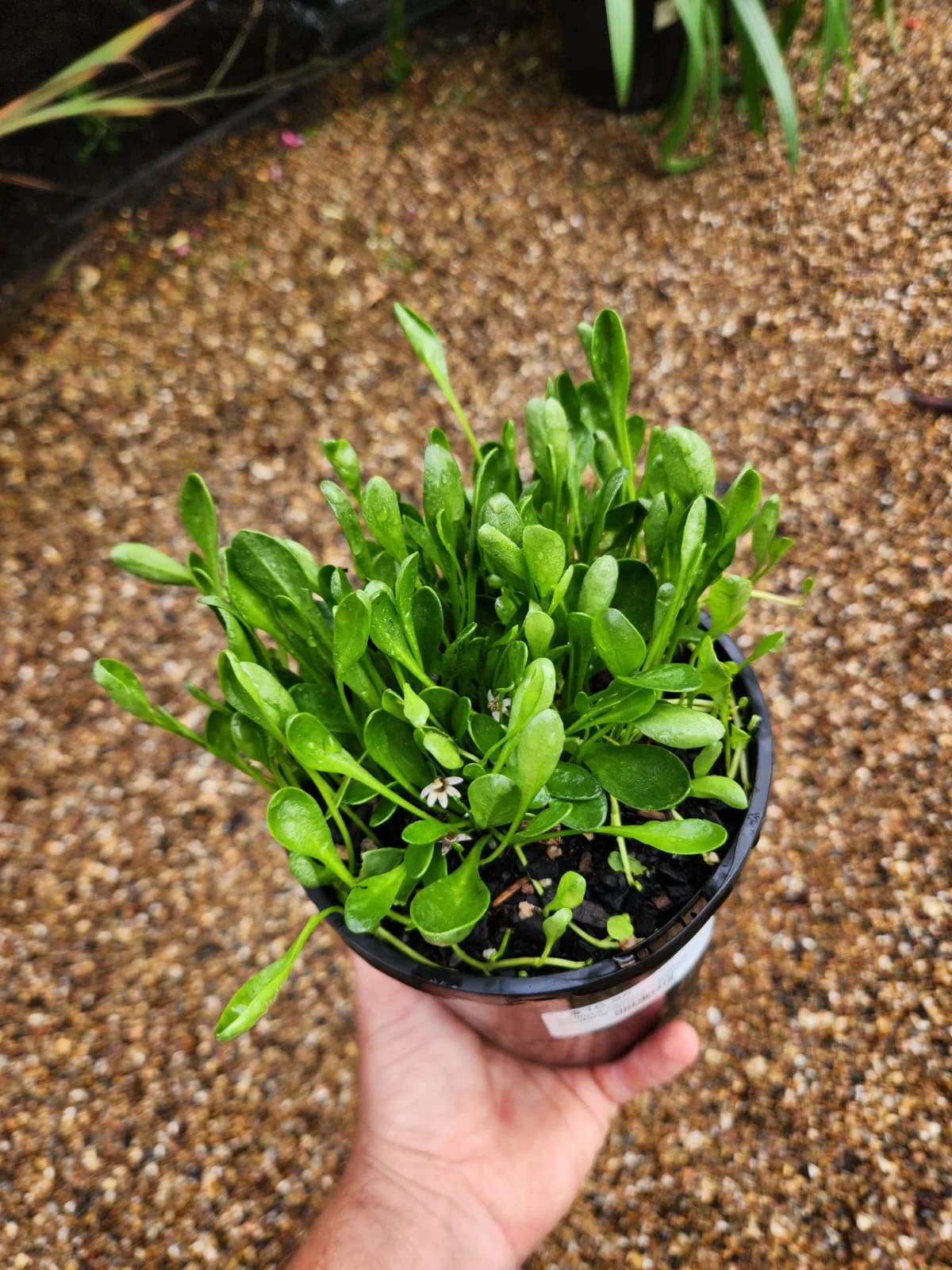 Goodenia radicans Bonking Grass