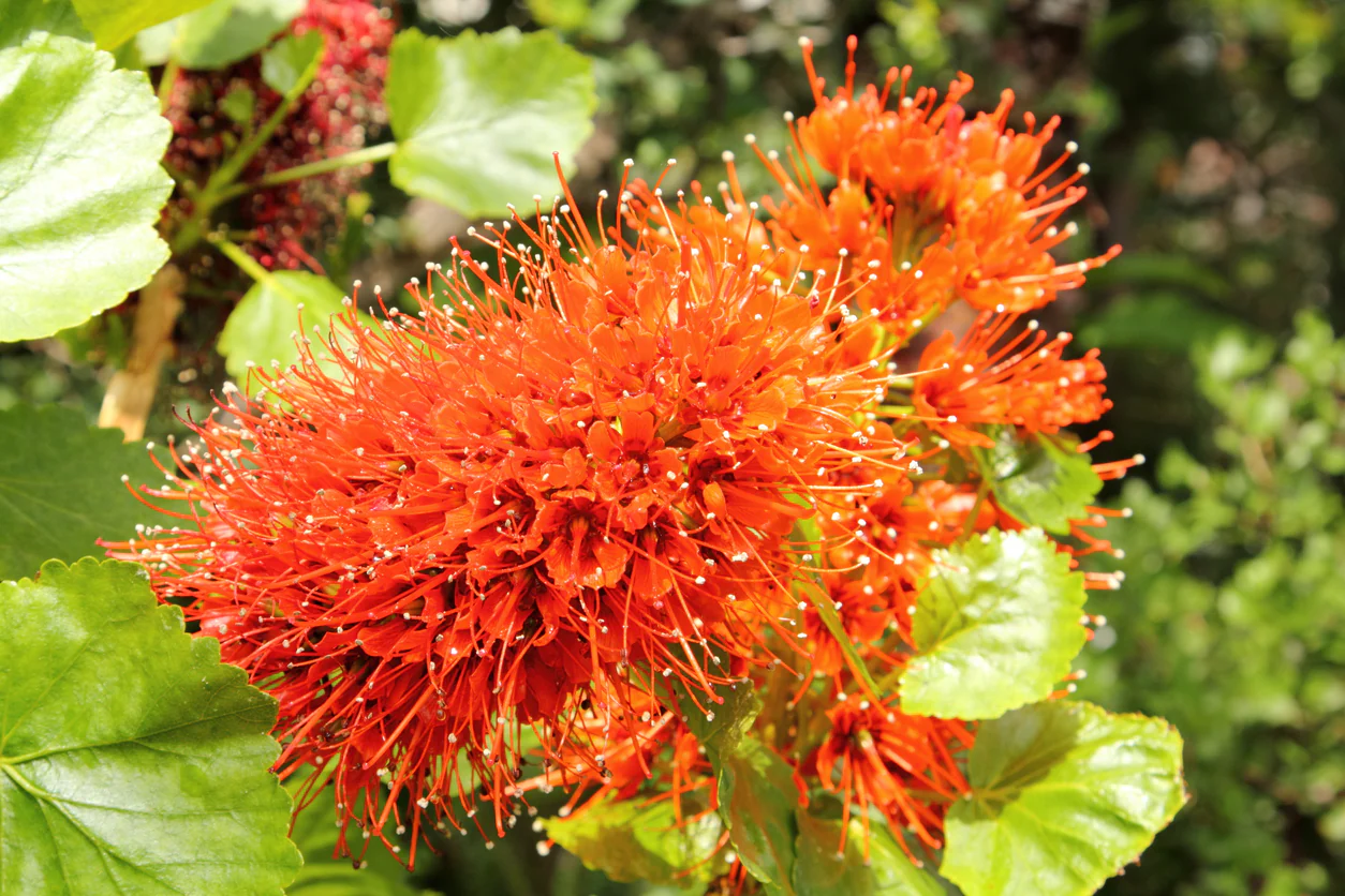 Greyia sutherlandii South African Bottlebrush - Image 3