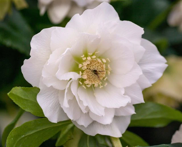 Hellebore Double White - Image 3