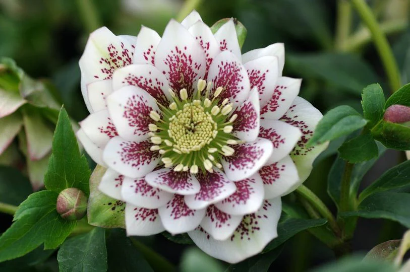 Hellebore Double White Spotted - Image 3
