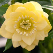 Hellebore Double Yellow