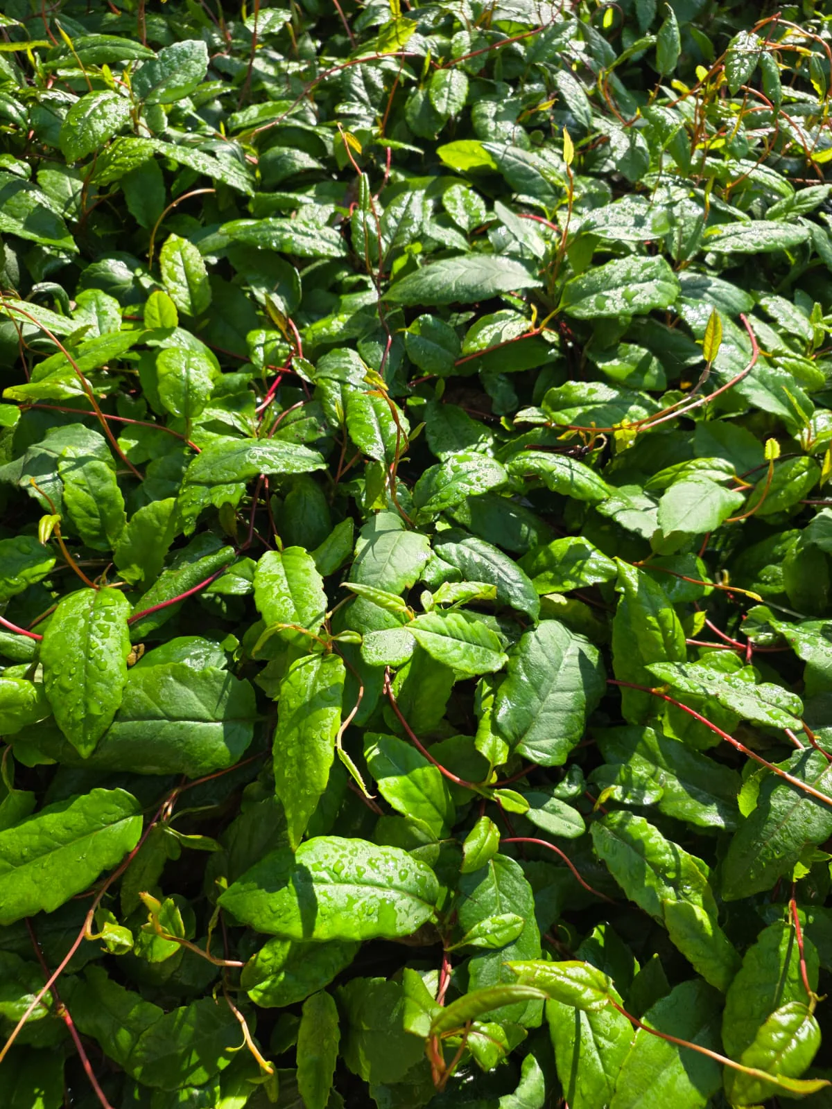Hibbertia scandens Trailing Guinea Flower - Image 3