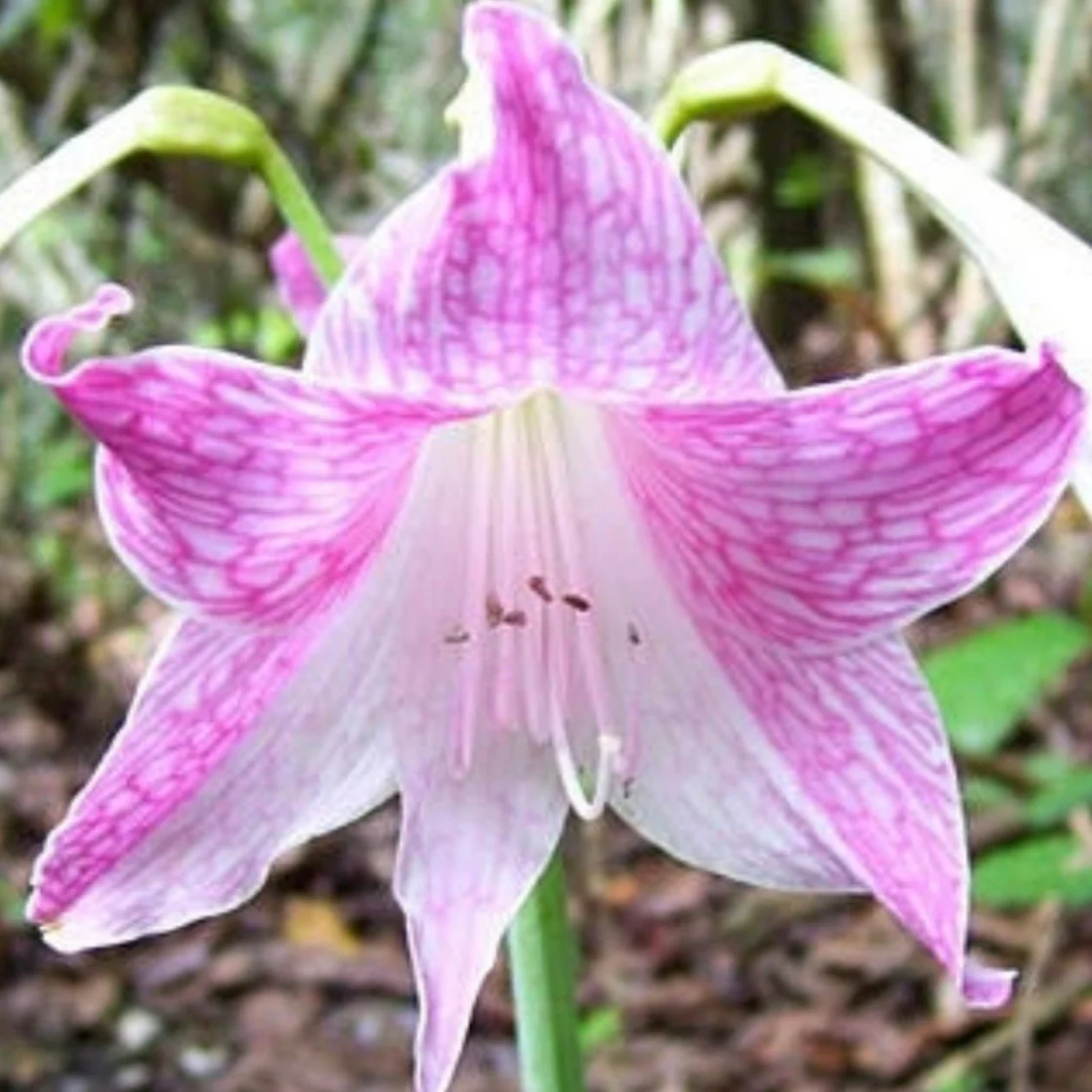Hippeastrum reticulatum Netted Veined Hippeastrum