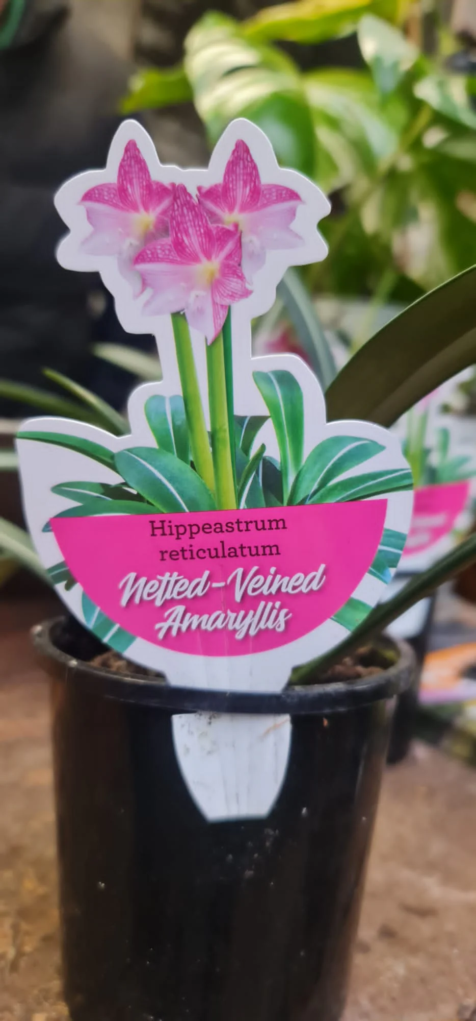 Hippeastrum reticulatum Netted Veined Hippeastrum - Image 2
