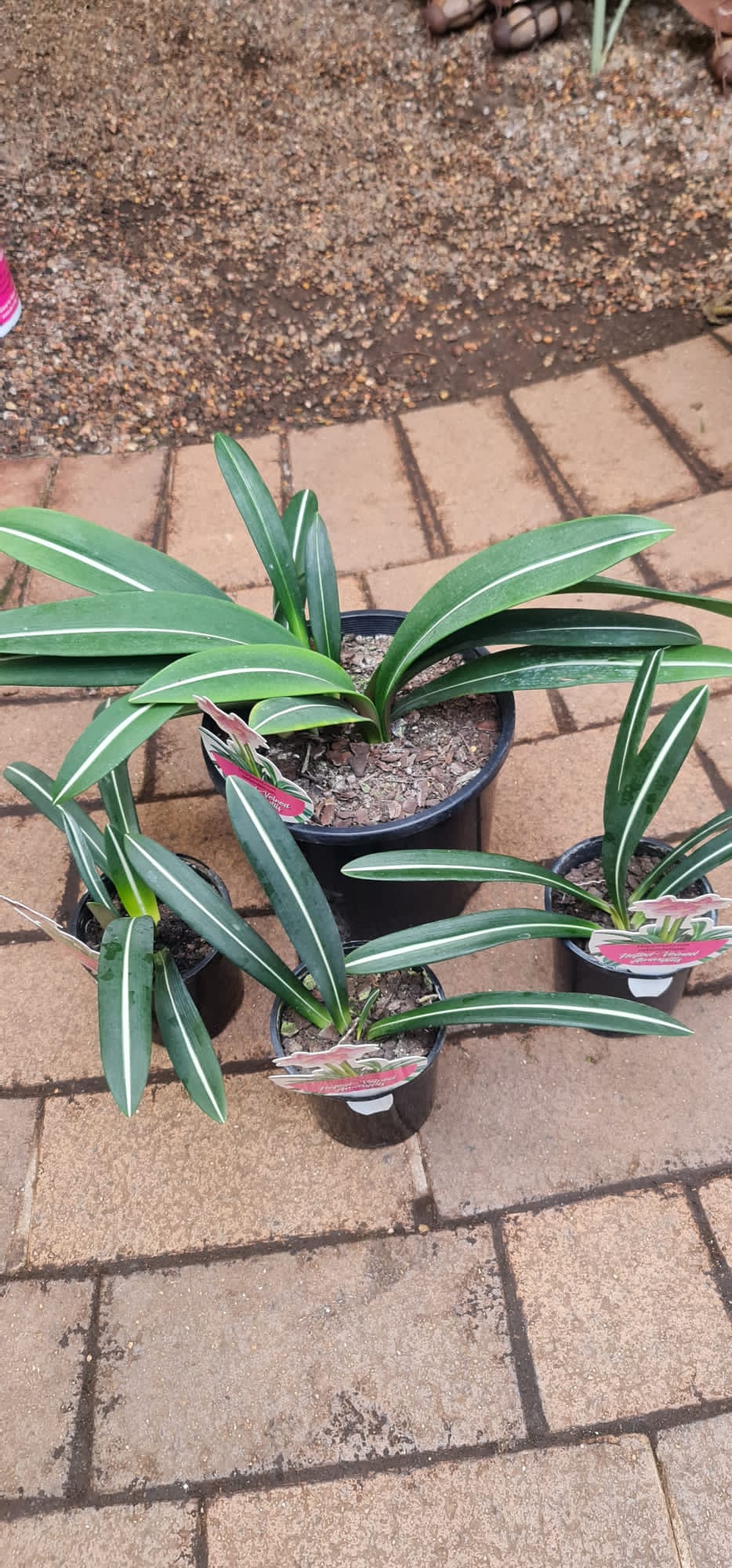 Hippeastrum reticulatum Netted Veined Hippeastrum - Image 4